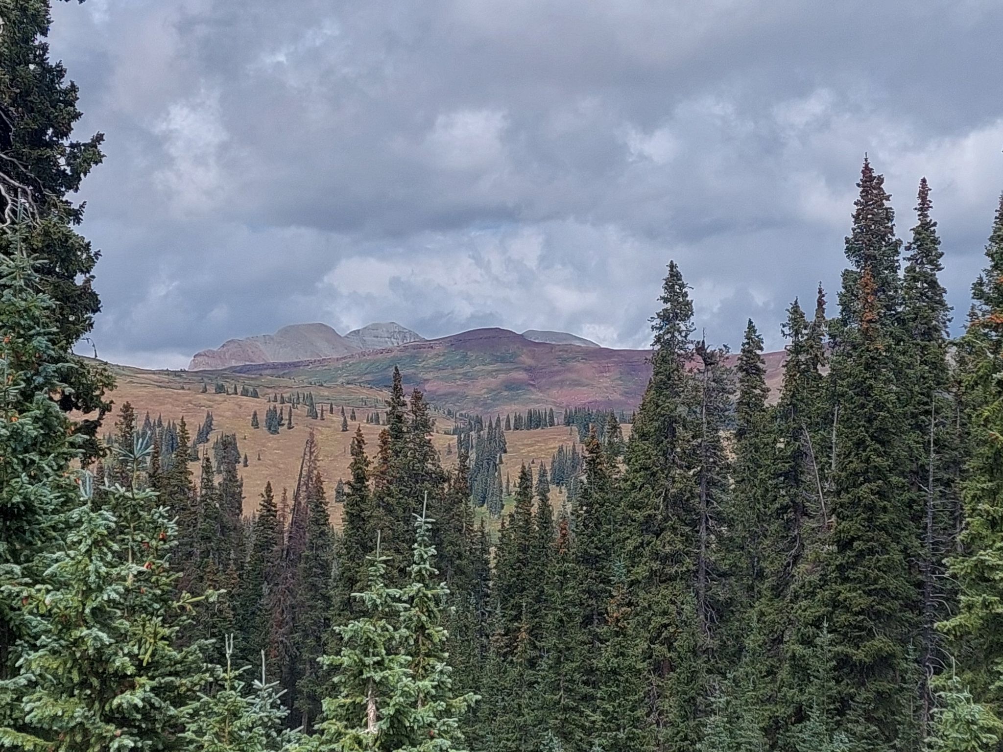 Dense evergreen forest in the foreground, with distant mountains under a cloudy sky. - Pass Trail to Engineer Mountain Trail