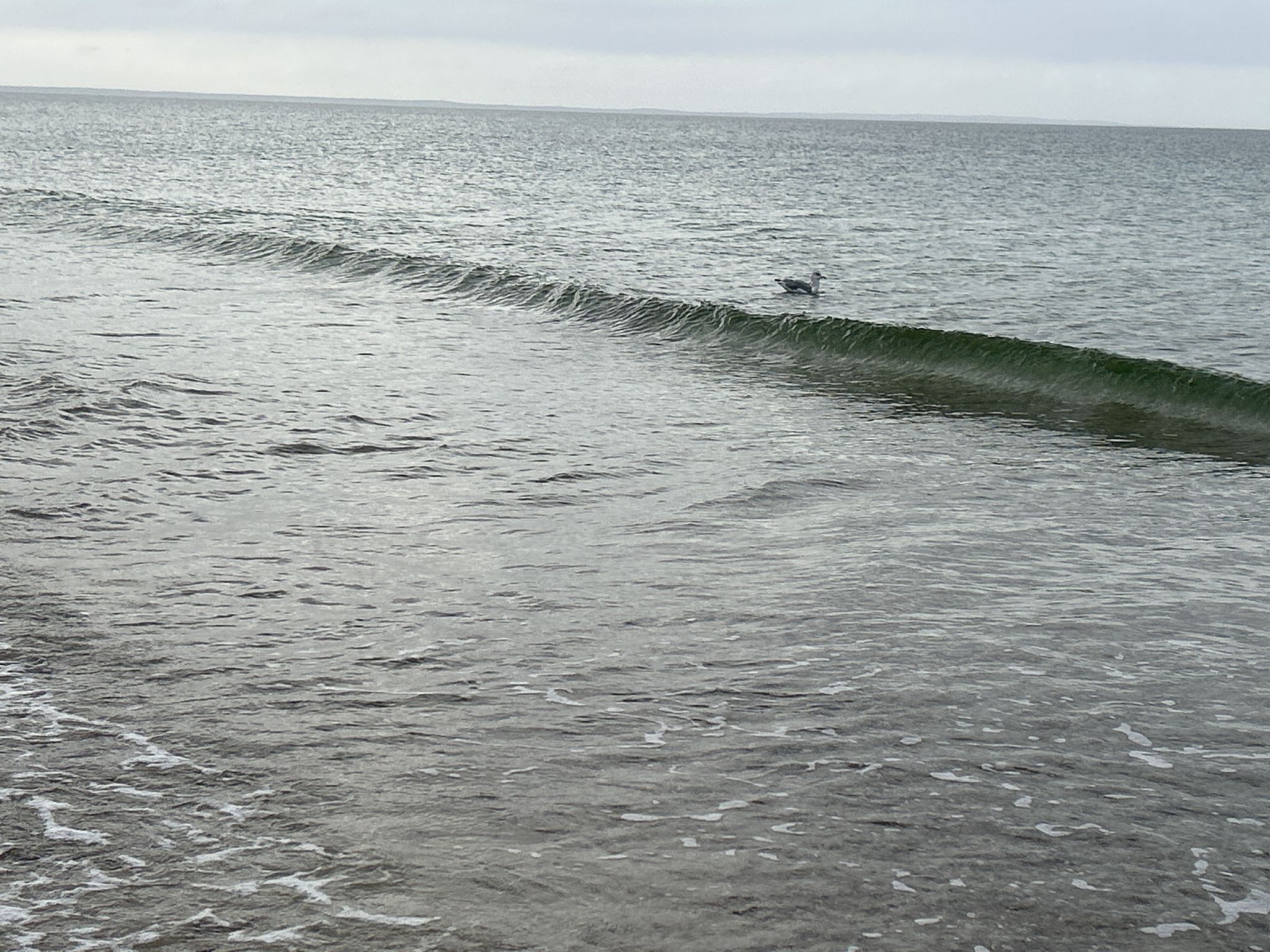 A small wave crests in the calm ocean with a bird floating nearby. - Sandy Neck Beach Park loop