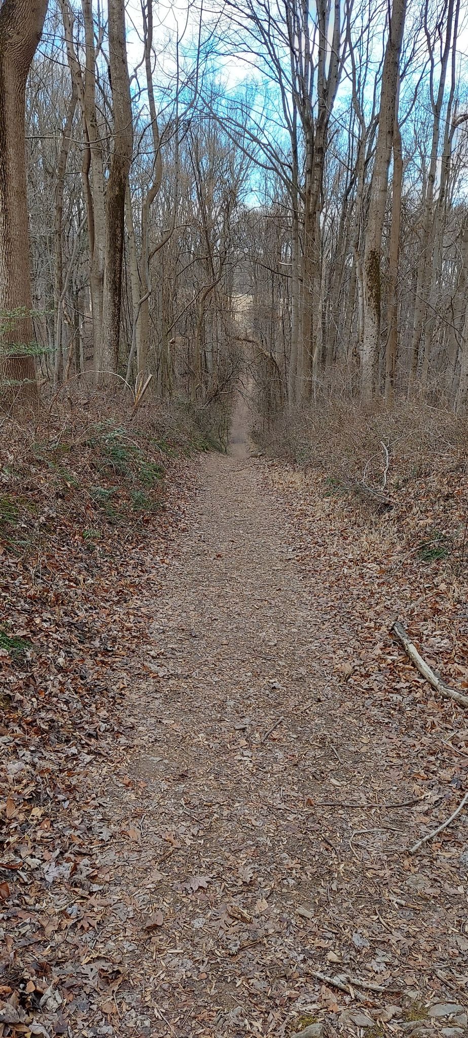 A dirt path descends through a bare winter forest under an overcast sky. - Triadelphia Reservoir Trail