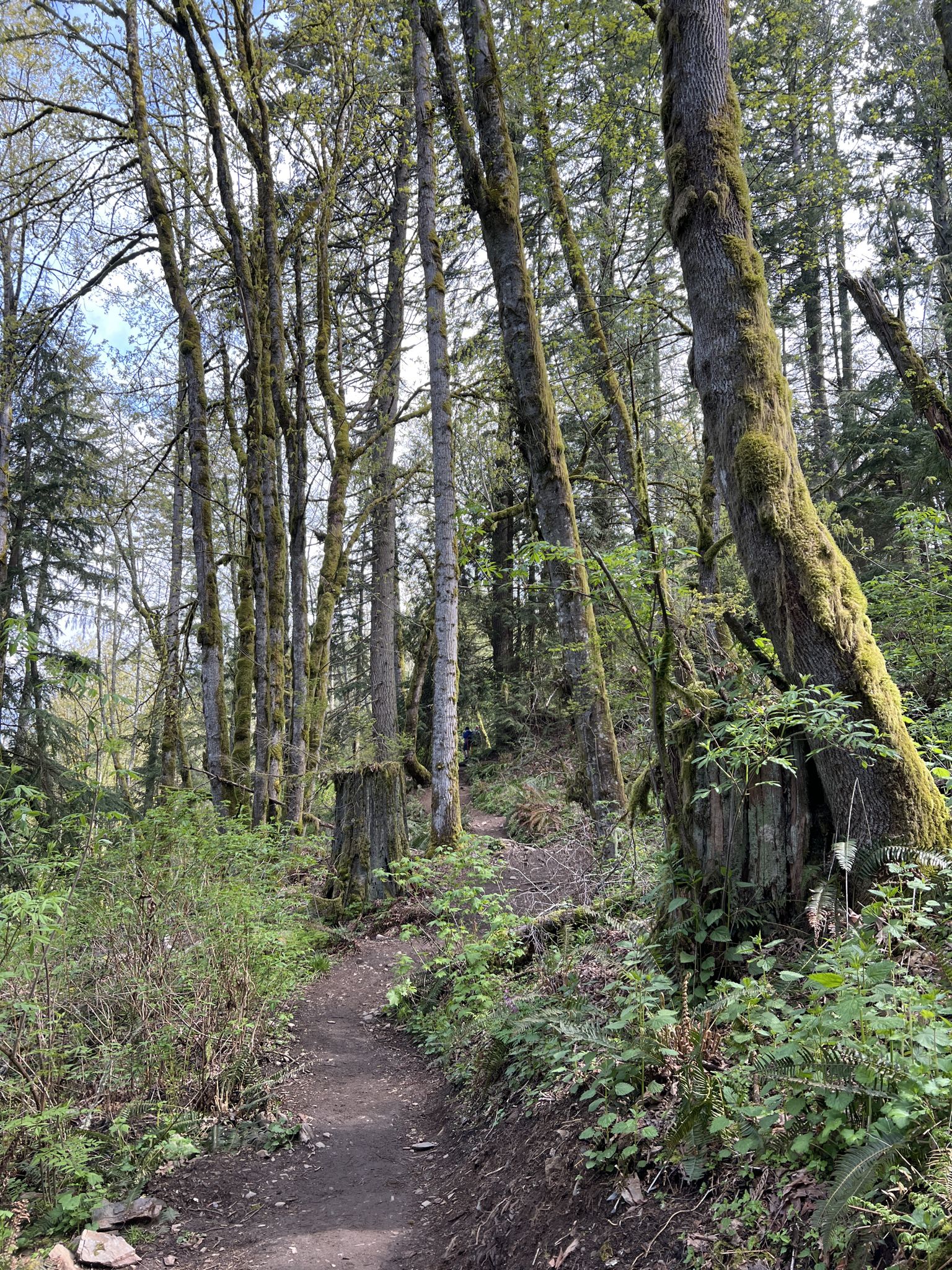 A forest path winds between tall, moss-covered trees on a bright day. - Oyster Dome Trail