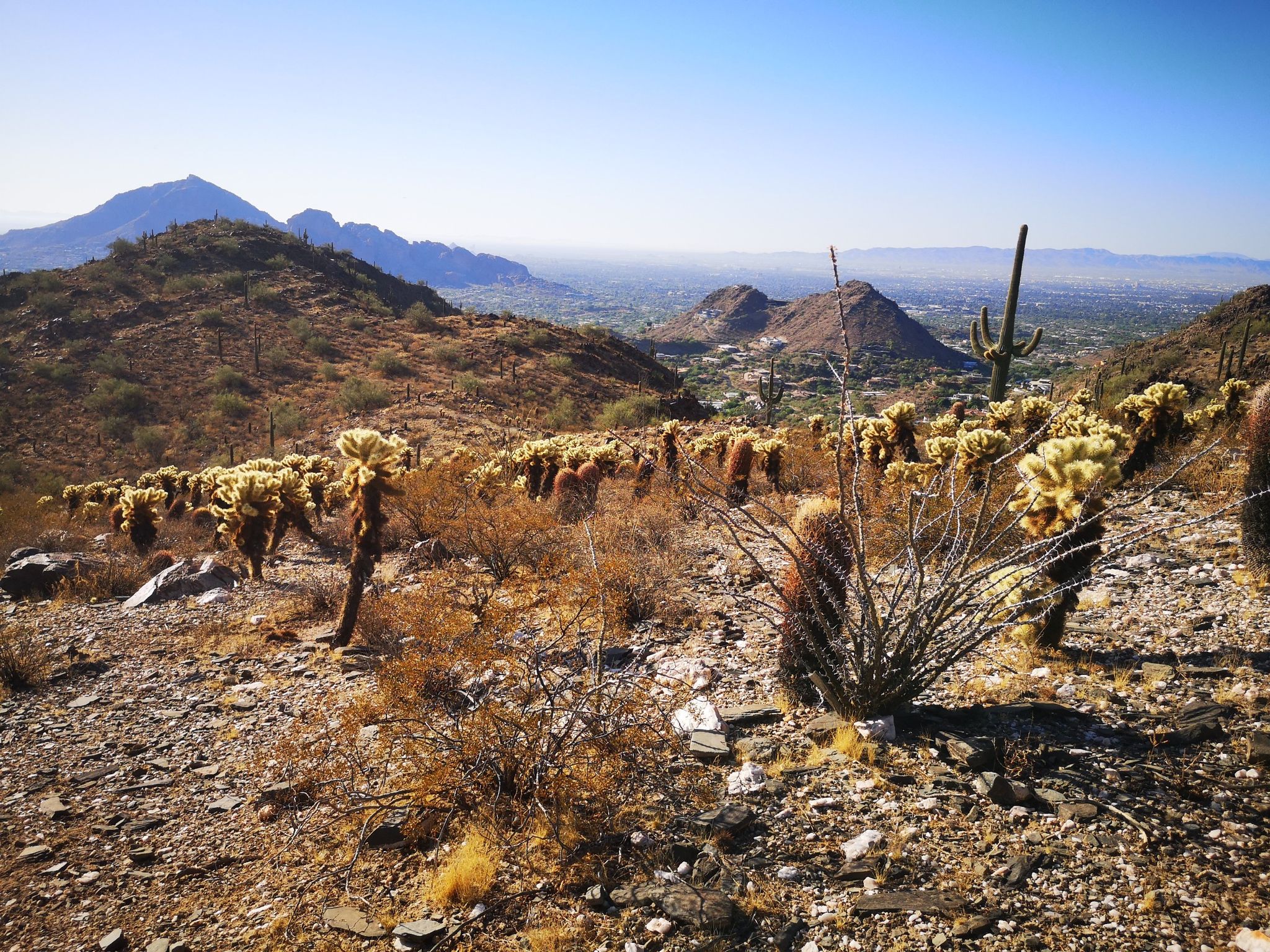 Bright desert landscape with cholla cacti, saguaro, rocky hills, and a distant city. - Dixie Peak loop