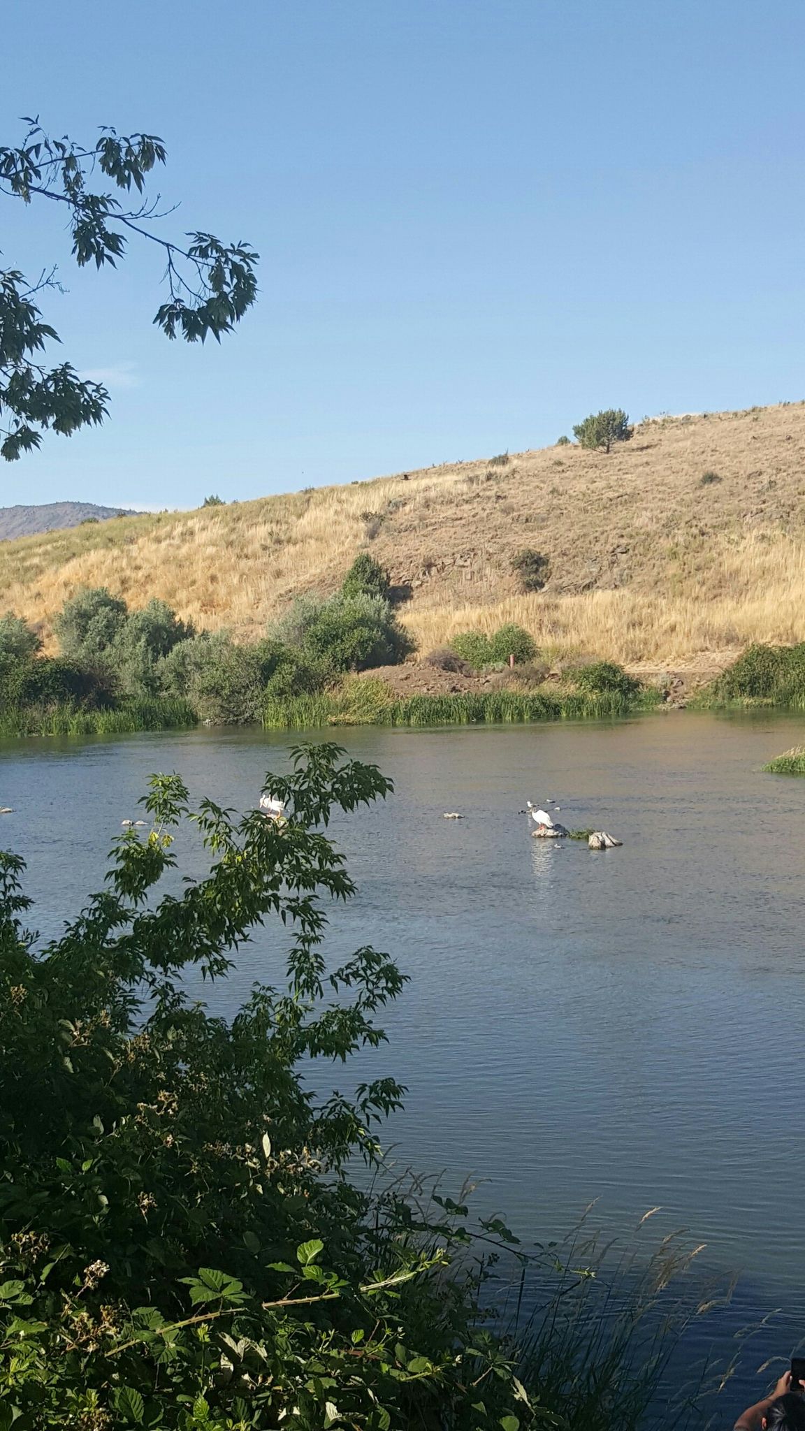 Pelicans on Link River Trail