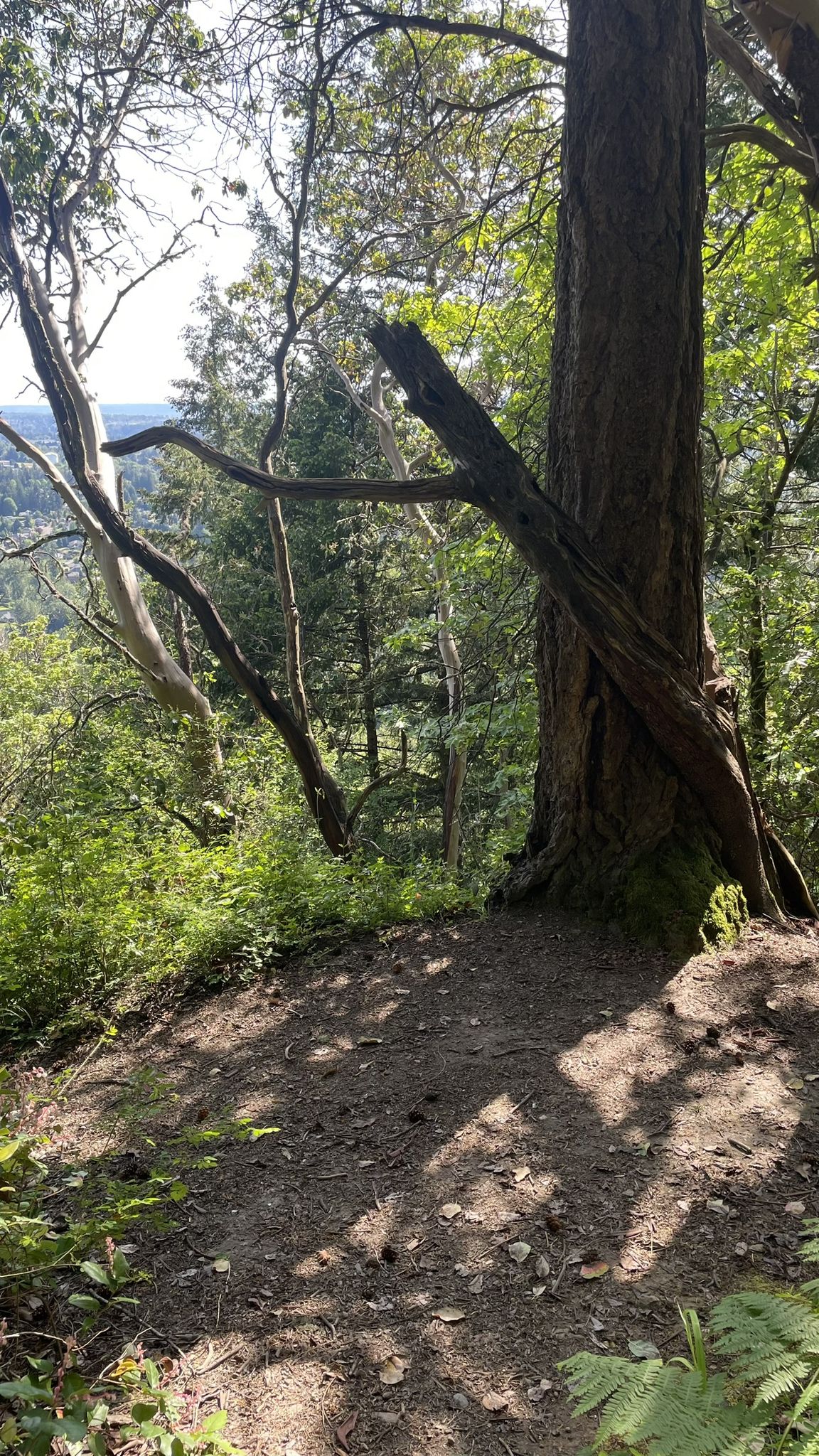 A large tree trunk at a forest edge overlooking a green valley. - De Leo Wall and Wildside Loop
