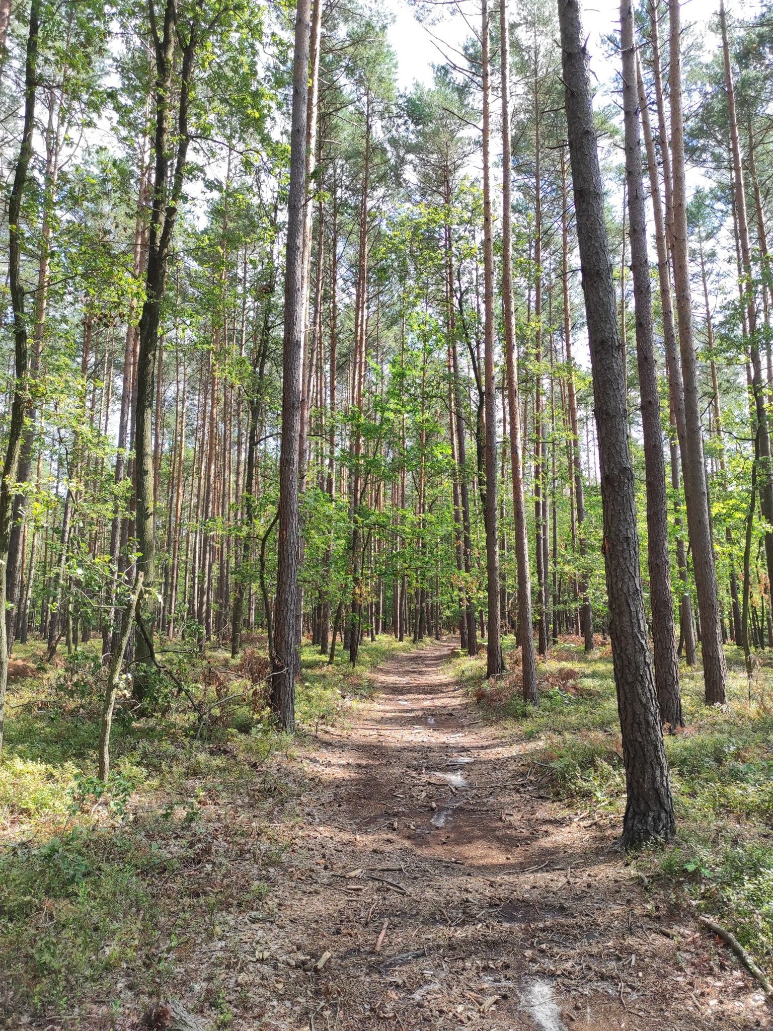 forrest road
