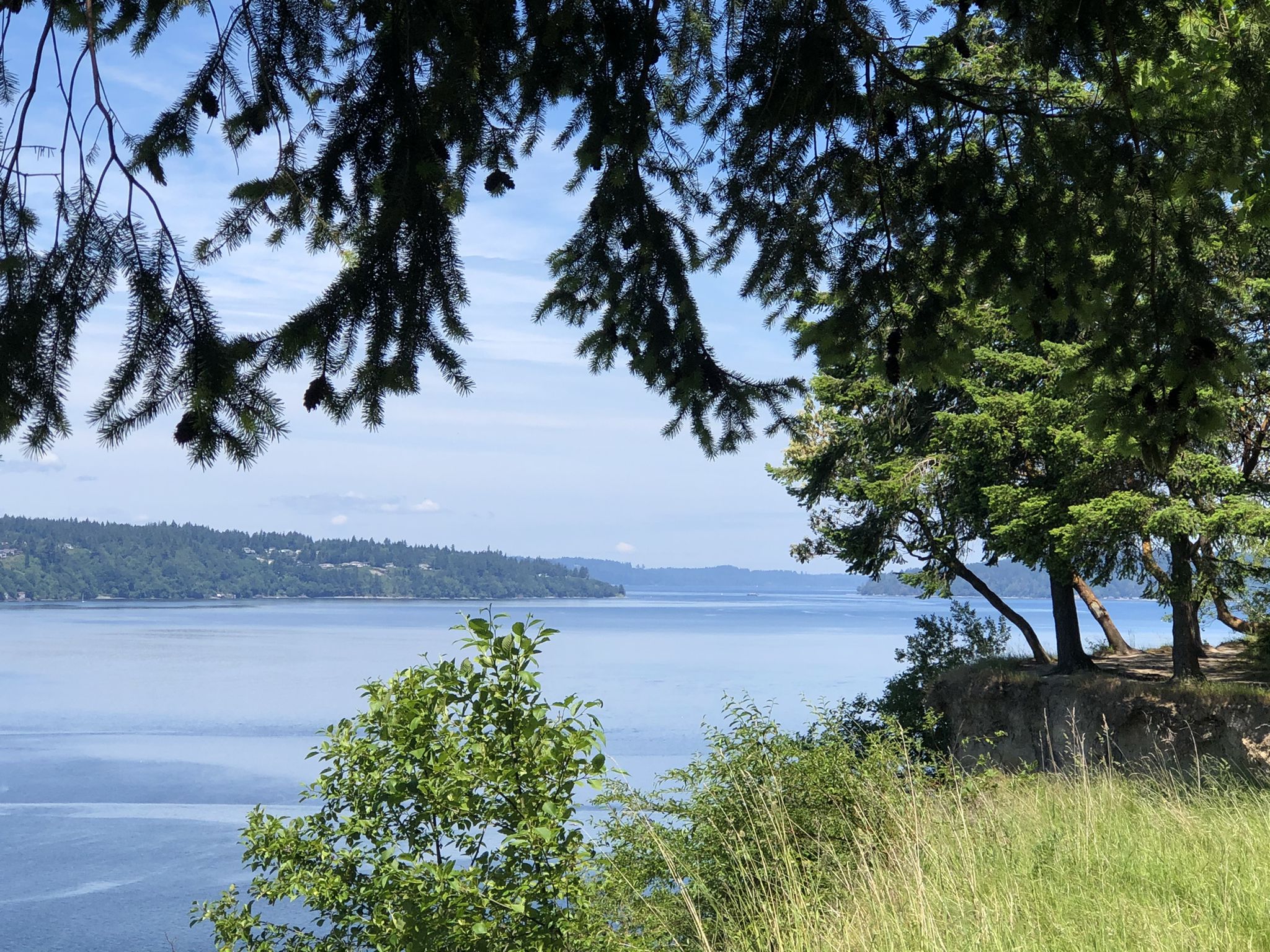 Sunny view of calm water framed by green trees and grassy cliff. - Point Defiance Park – Narrows Viewpoint loop from Ruston