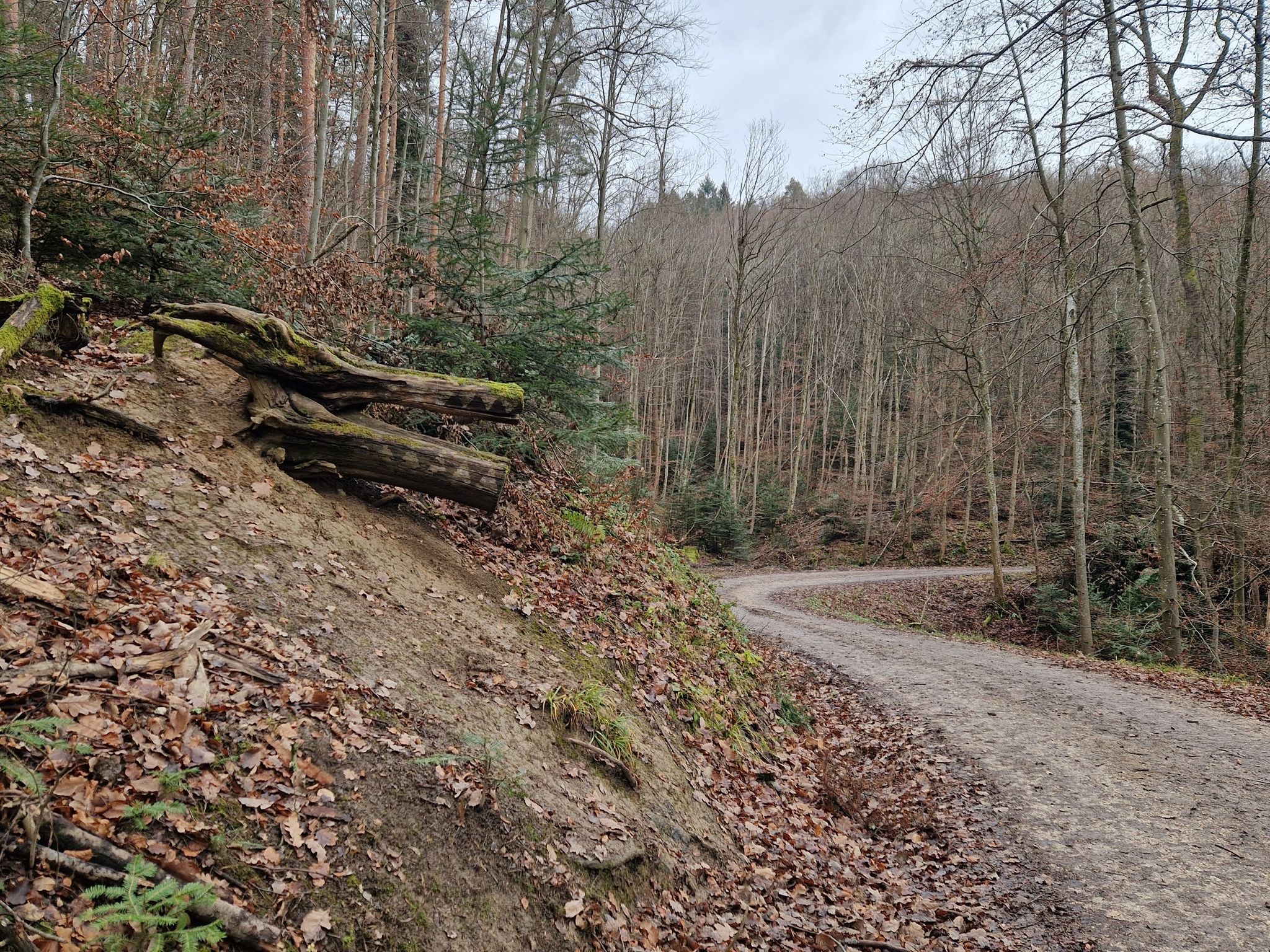 Krokodilkopf