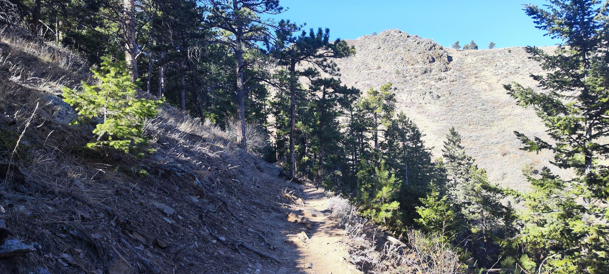 A narrow dirt path winds through a sunny, forested mountain landscape. - Well Gulch Nature Trail to Timber Trail