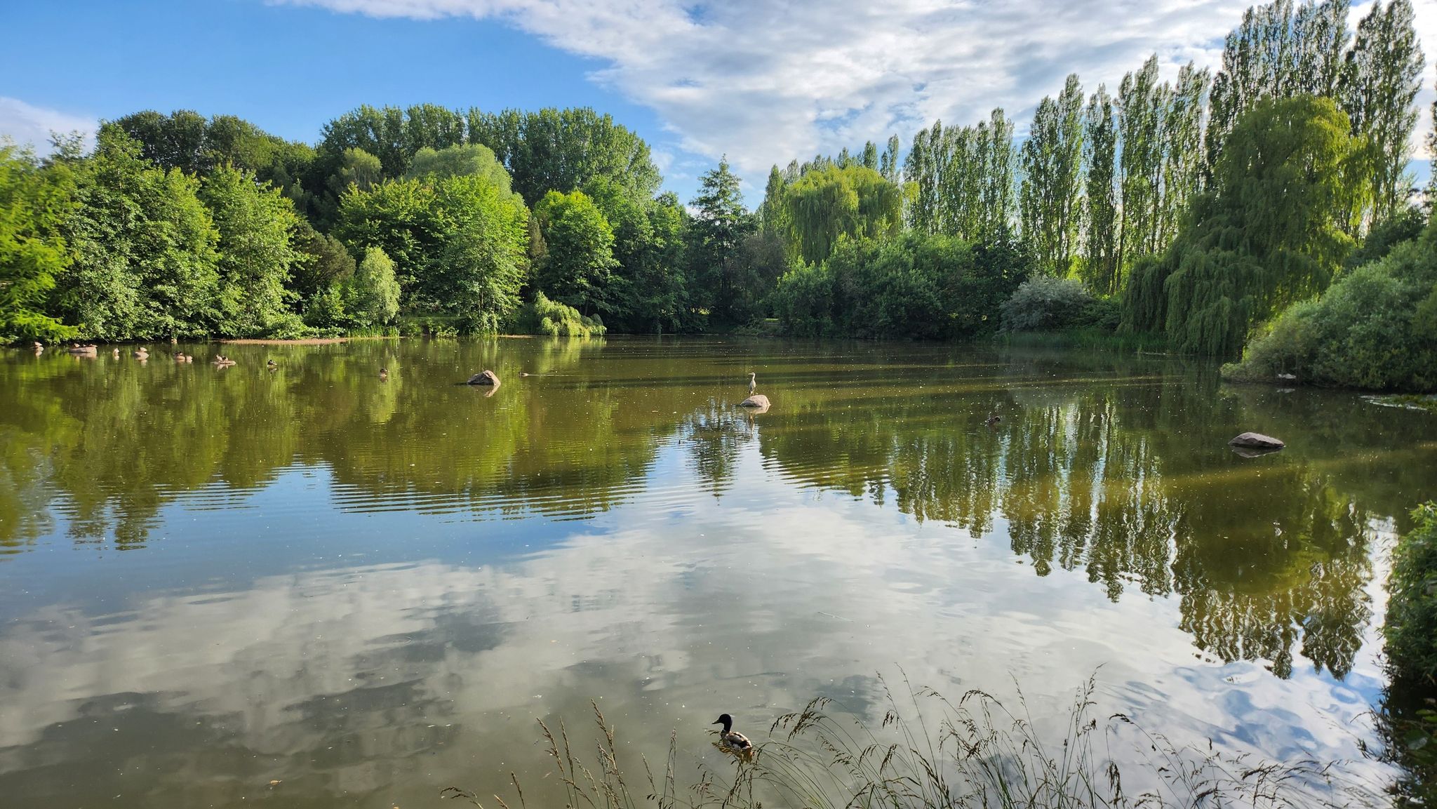 Am See Ii