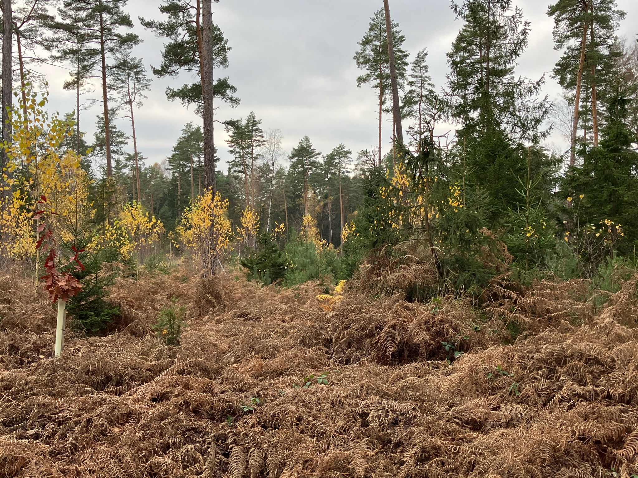 Herbst im Wald