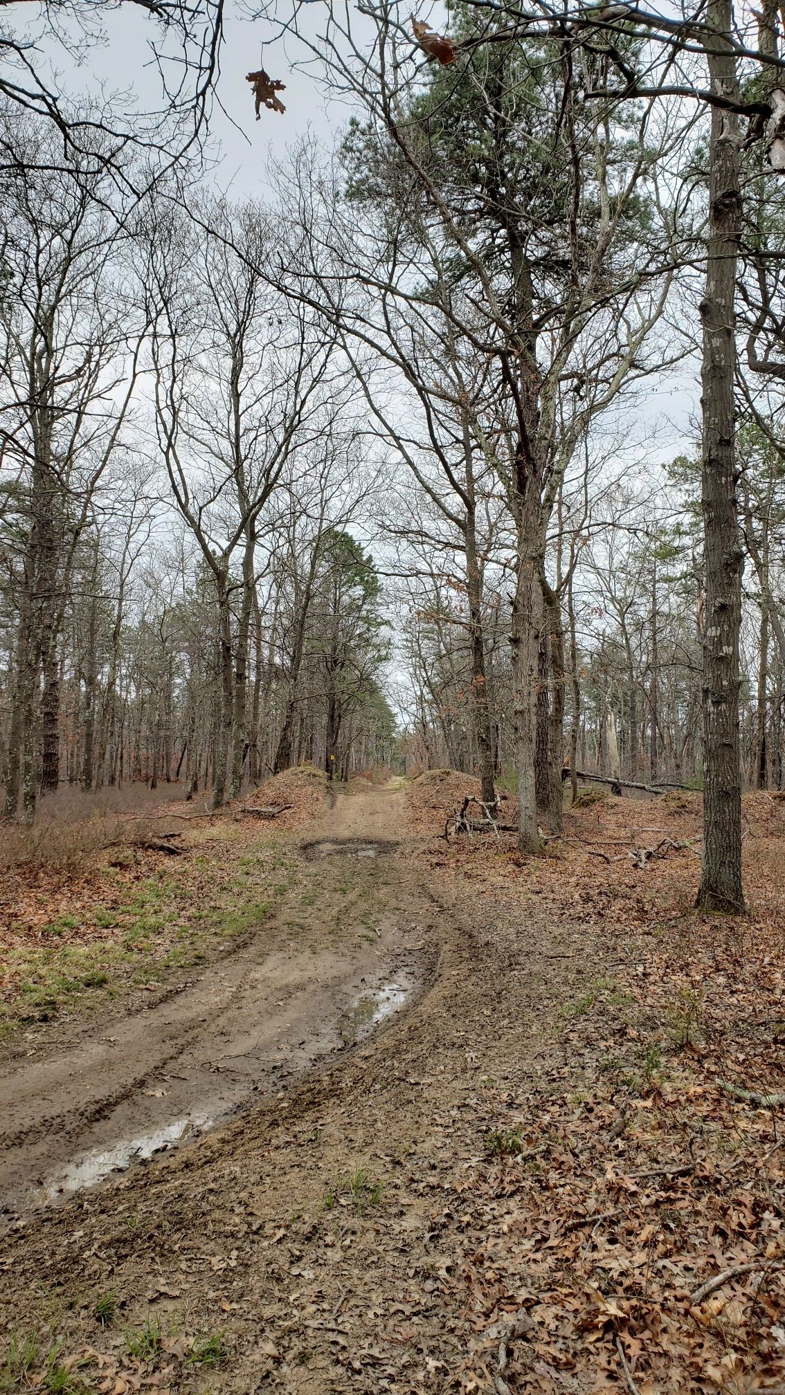 Muddy dirt path with puddles winding through a bare winter forest. - Pine Trail Nature Preserve