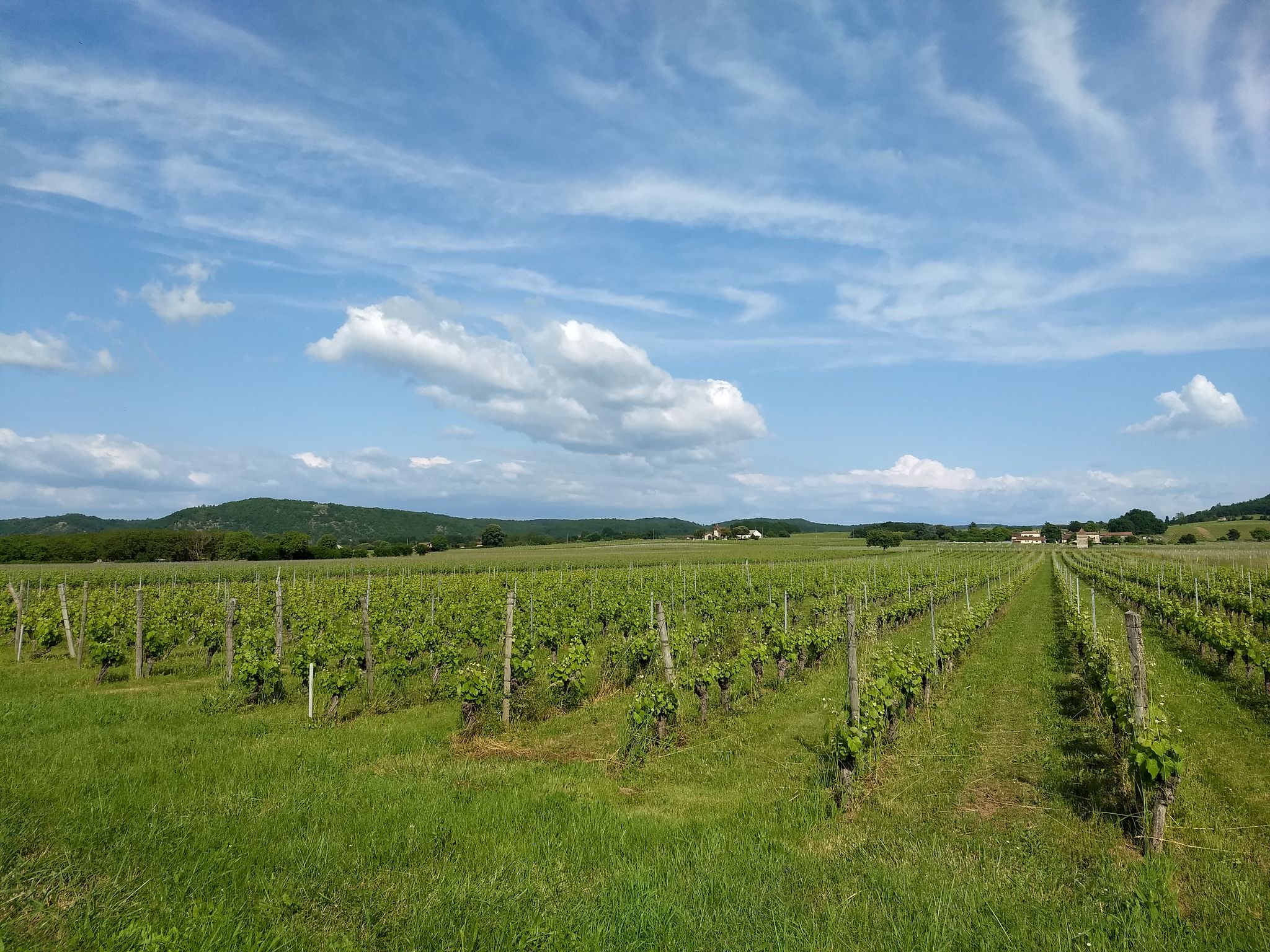 Vignoble de Cahors.