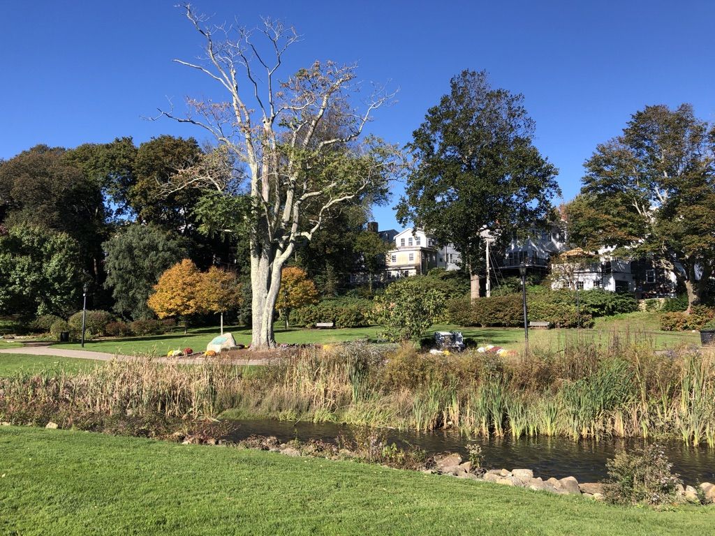 Grassy park with a pond, tall bare tree, distant houses, clear blue sky. - Plymouth Harbor Trail