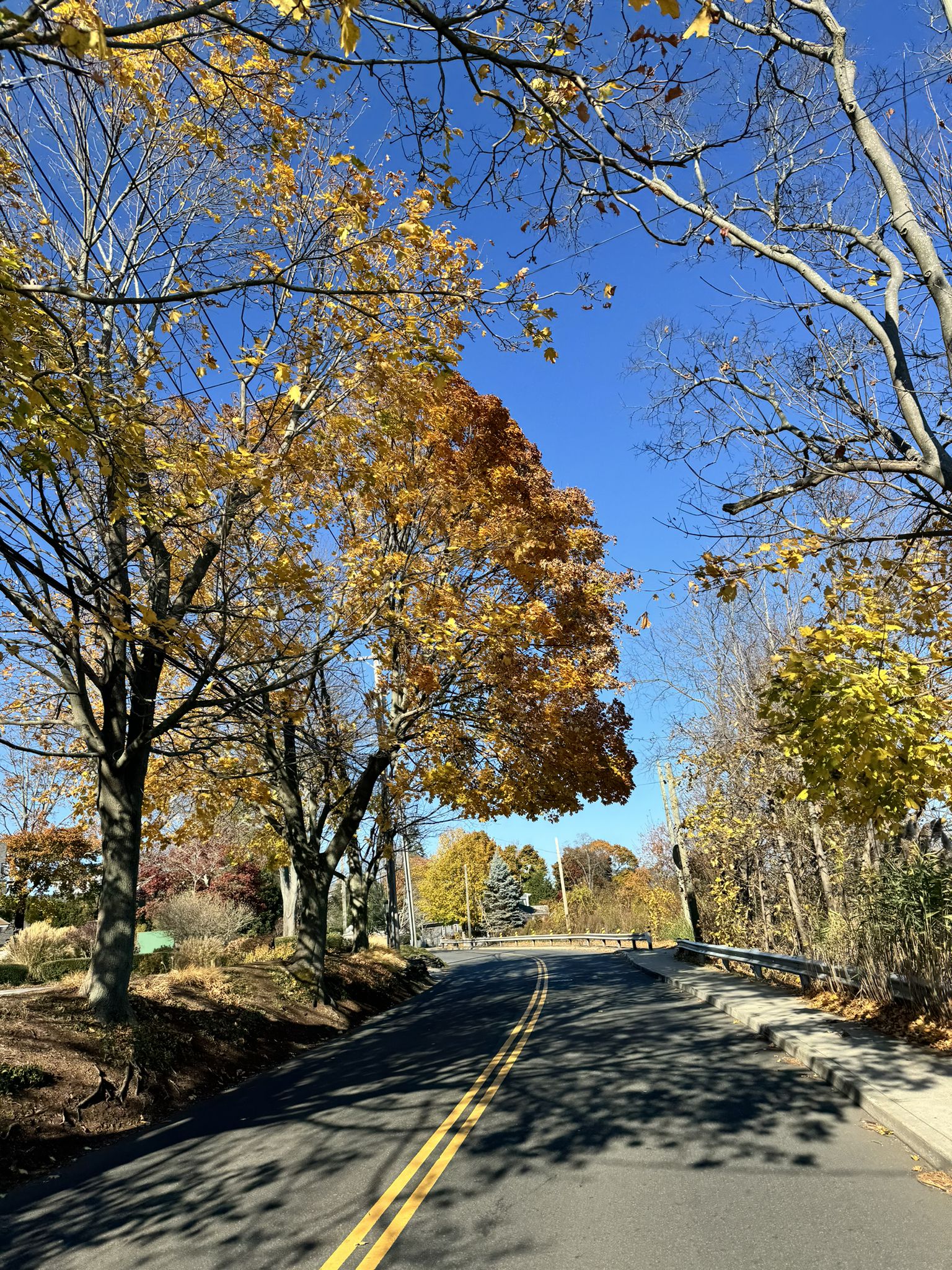 A paved road lined with trees displaying vibrant autumn foliage under a clear blue sky. - Knobb Hill loop from Silver Sands State Park