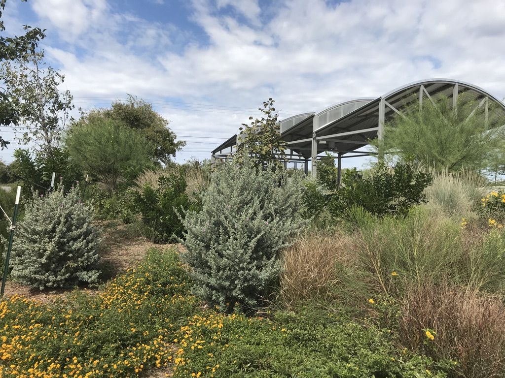 Lush garden with diverse plants, yellow flowers, and a modern arched structure under cloudy sky. - Pearsall Park Loop