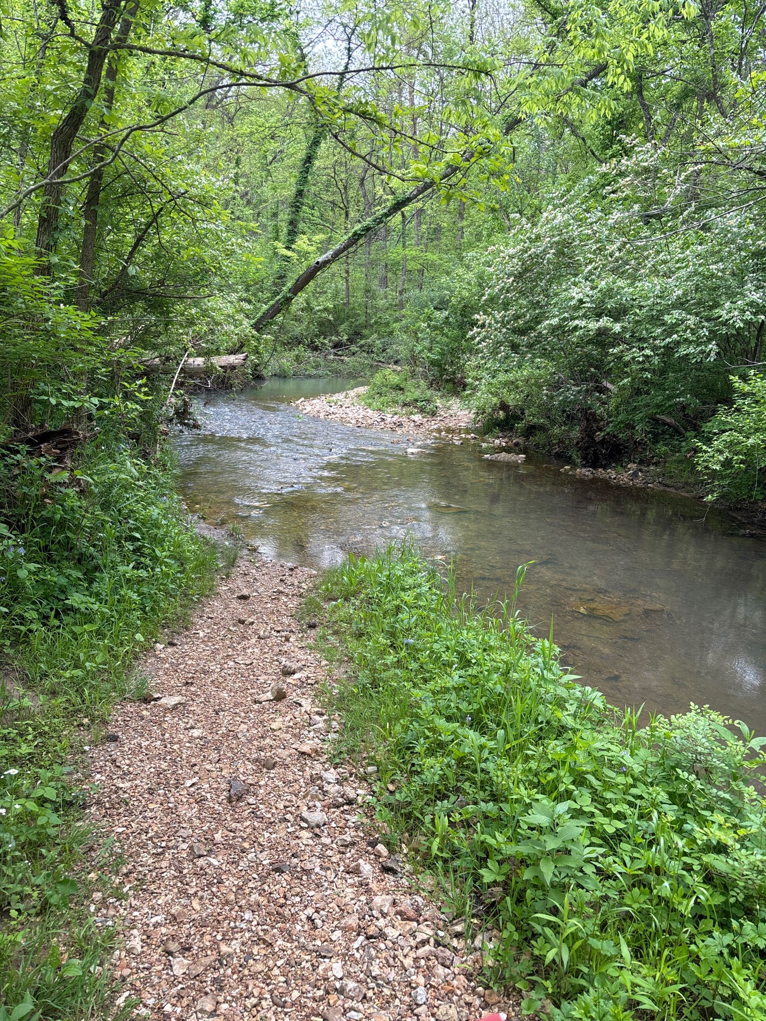 A dirt path follows a clear stream through a lush green forest. - Lost Valley Trail Loop