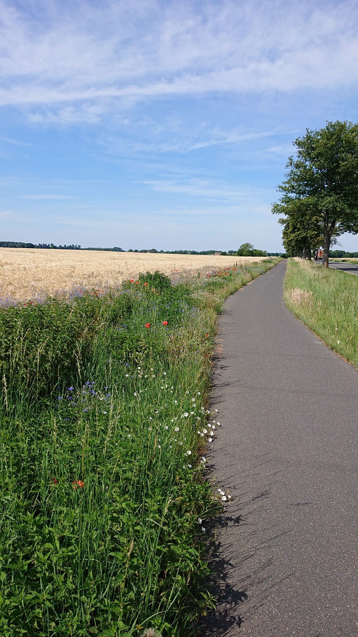 Schön bunt am Wegesrand, Richtung Lübz