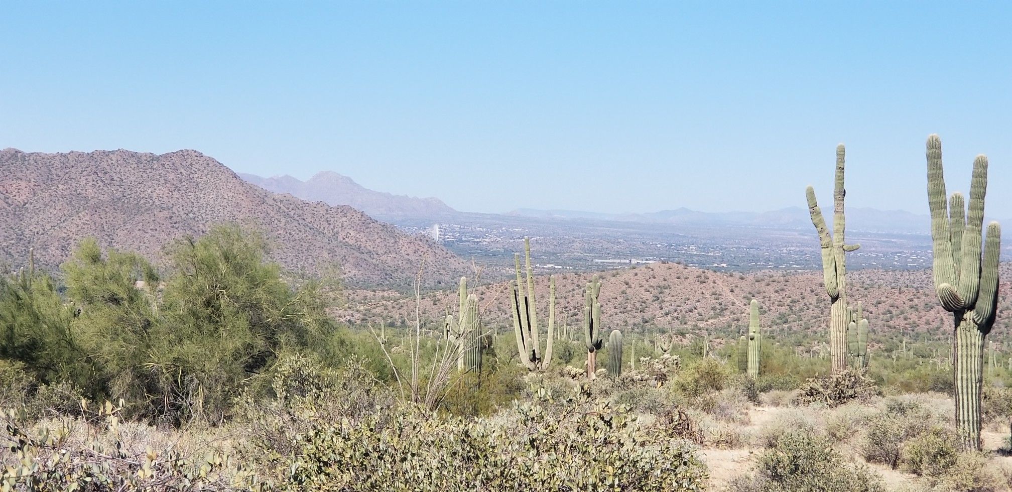 Wide desert vista with saguaro cacti, shrubs, and distant mountains. - Usery Trailhead Parking – Wild Horse Trail loop from Bulldog Canyon OHV Staging Area