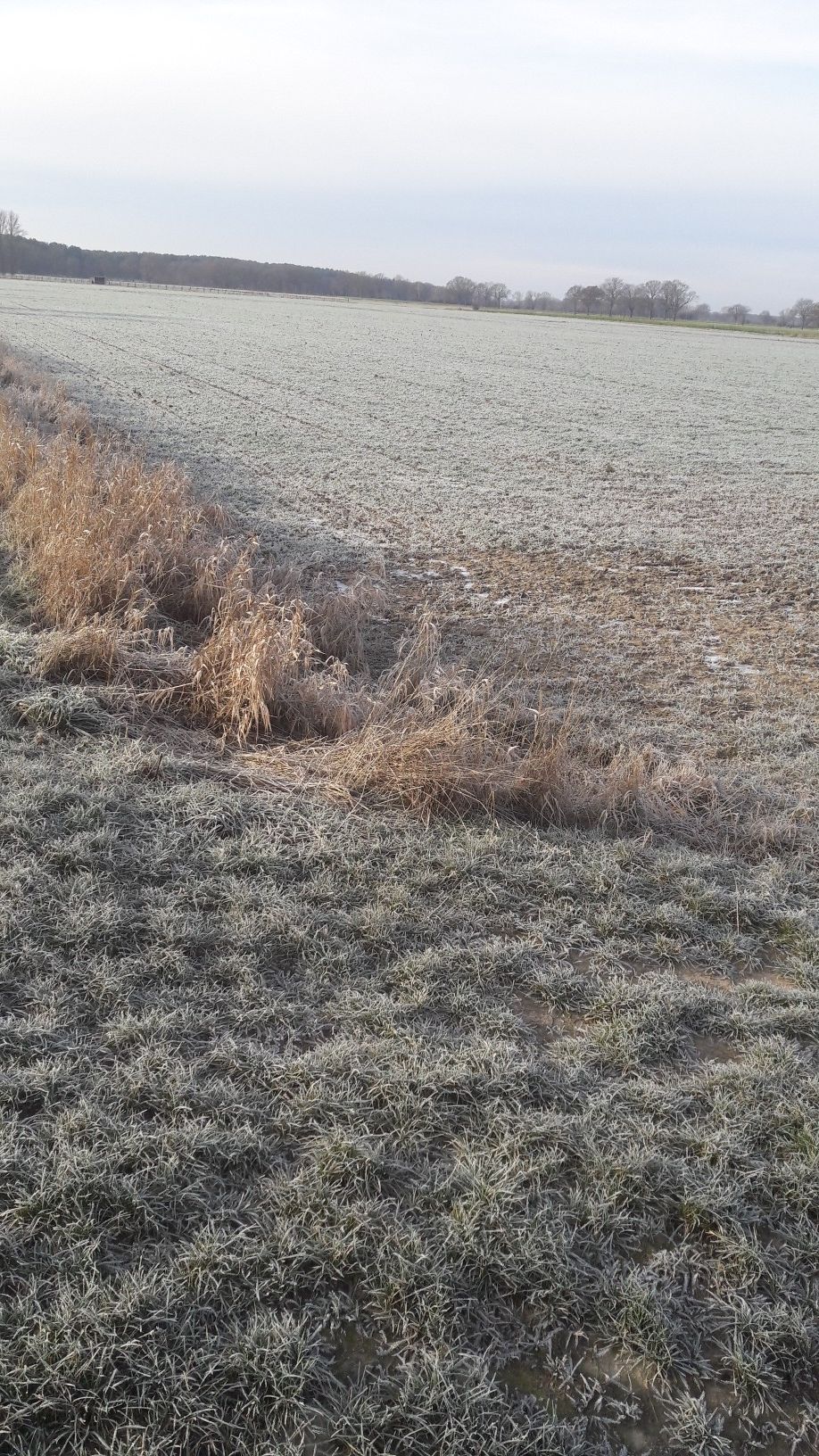 Nur Rauhreif, kein Schnee!
