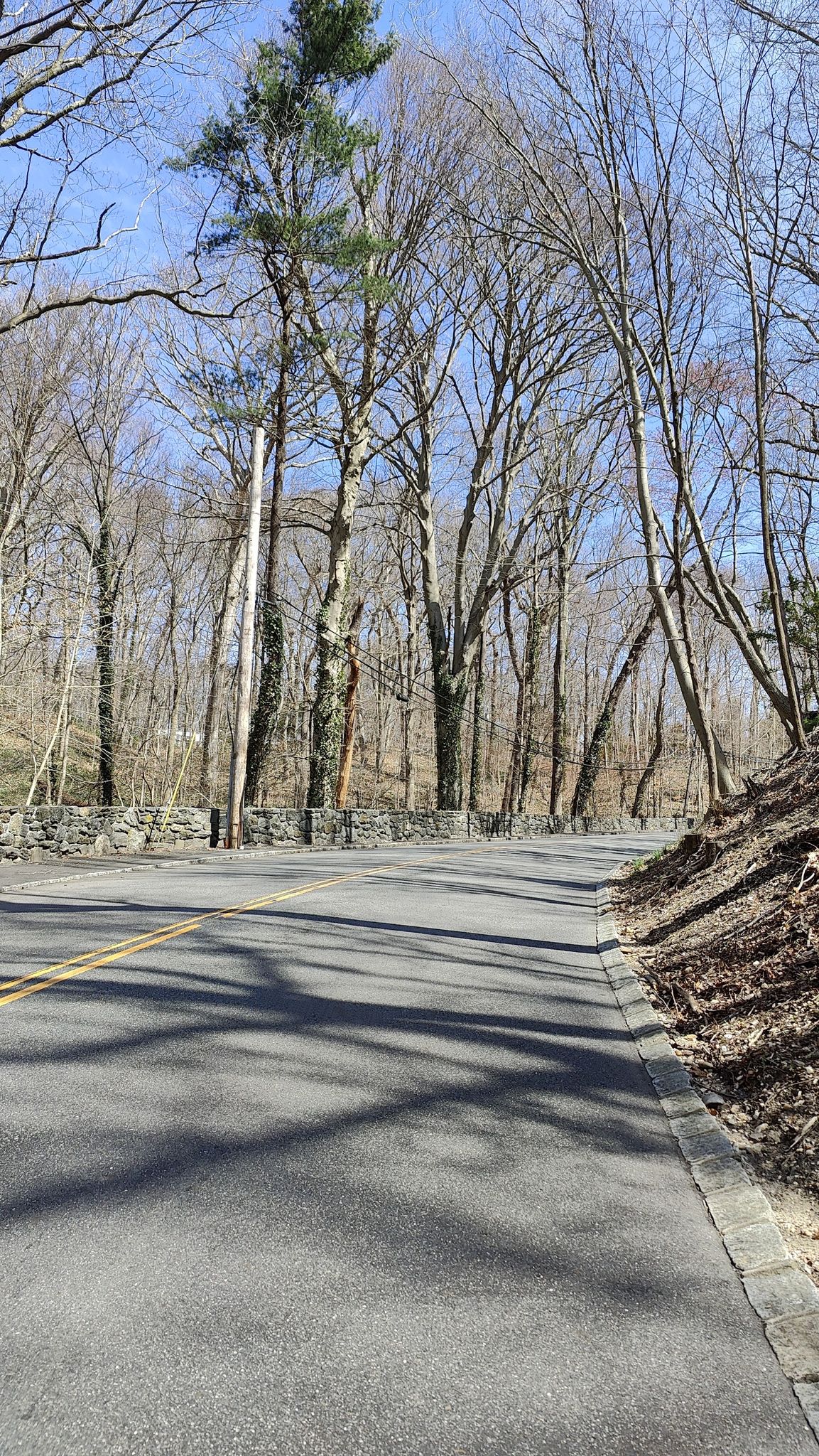 Sunny road winding through a forest of tall, bare trees. - Muttontown Road – Louis C. Clark Sanctuary loop from Roslyn