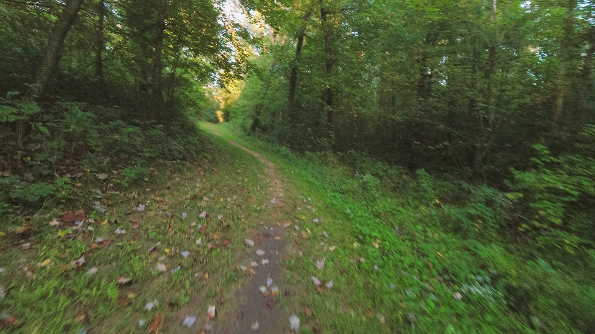 A narrow dirt path winds through a lush green forest on a sunny day. - Fern Dell, Turtleville, and Hastings Trails Loop
