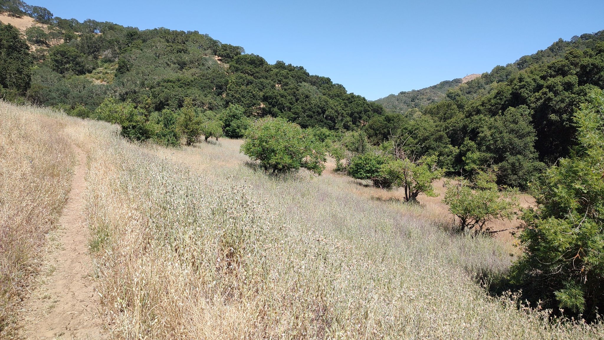 A dirt path winds through dry grass and green hills under bright sun. - Bald Peaks, Needlegrass, and Little Llagas Creek Loop