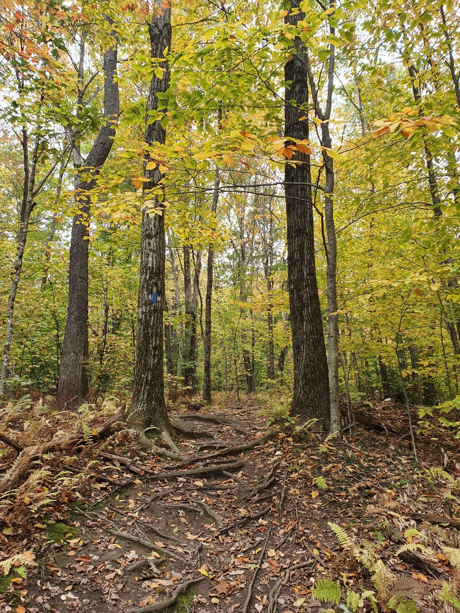 Forest path with exposed roots, surrounded by trees with yellow-green autumn foliage. - Bradley Farm Trail