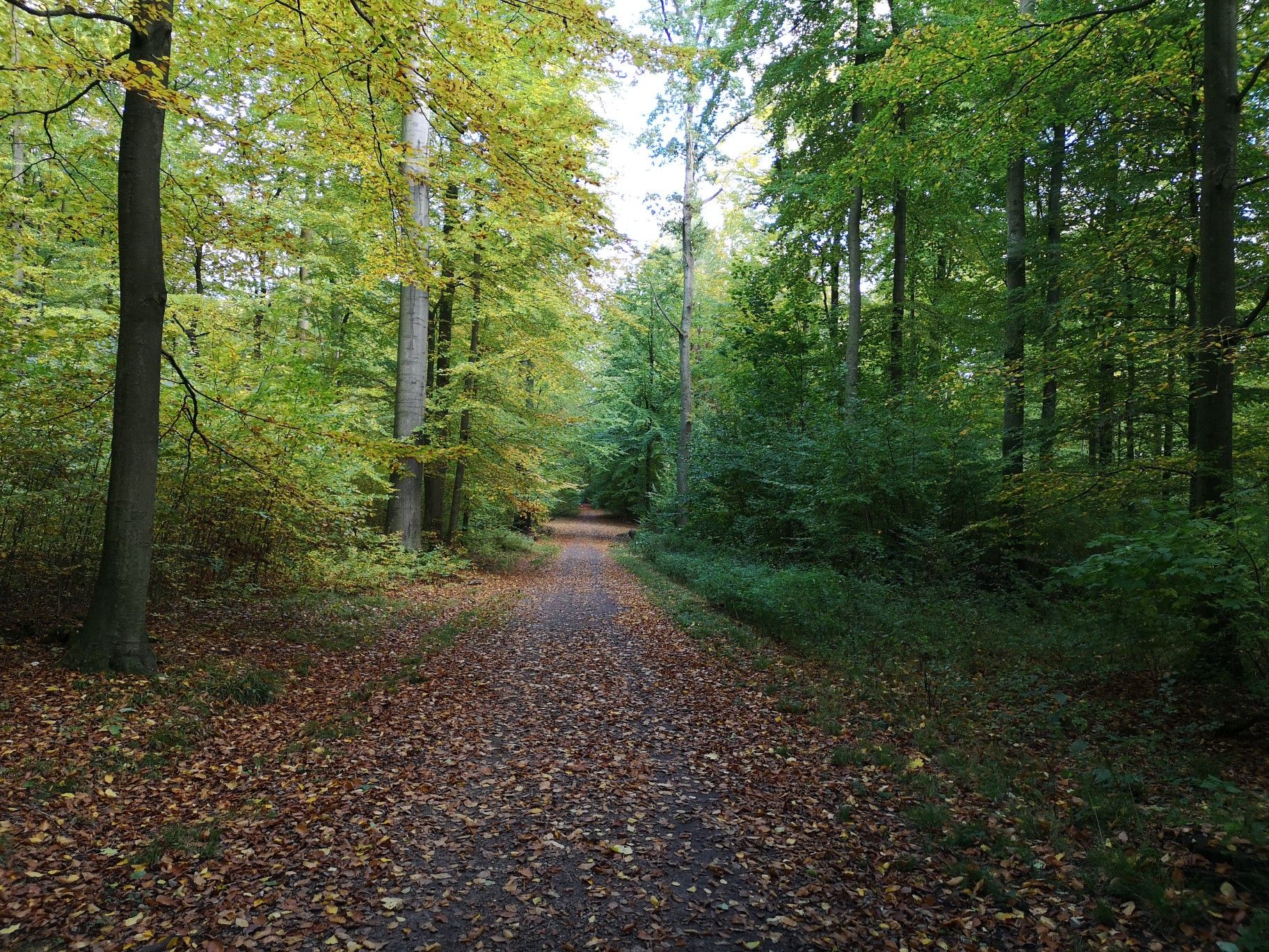 Waldweg