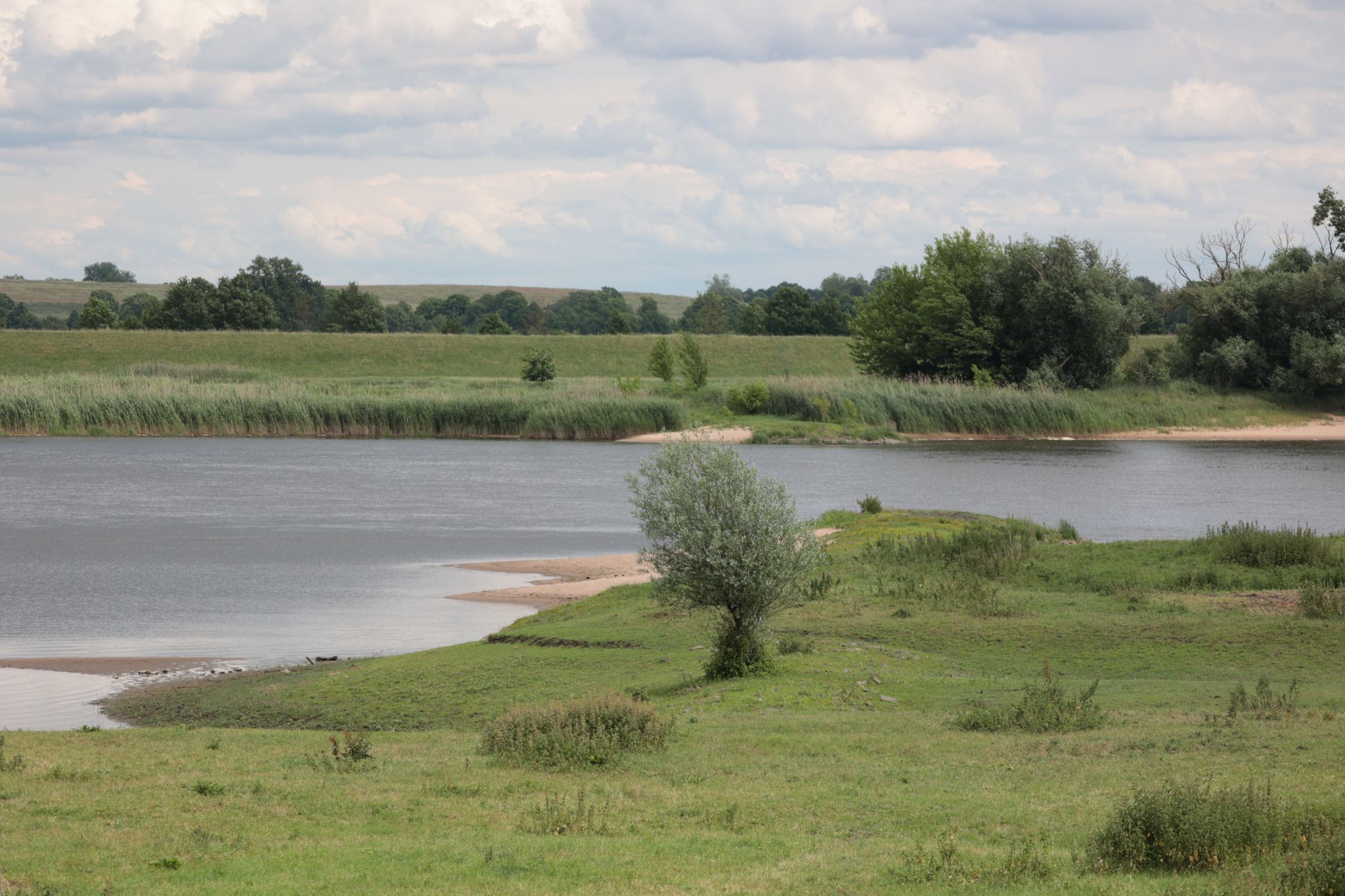 Elbdeichvorland