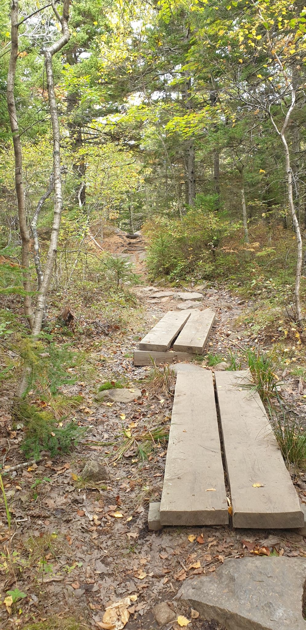 Wooden planks form a path through a quiet, green forested area. - Nature and Tablelands Trail