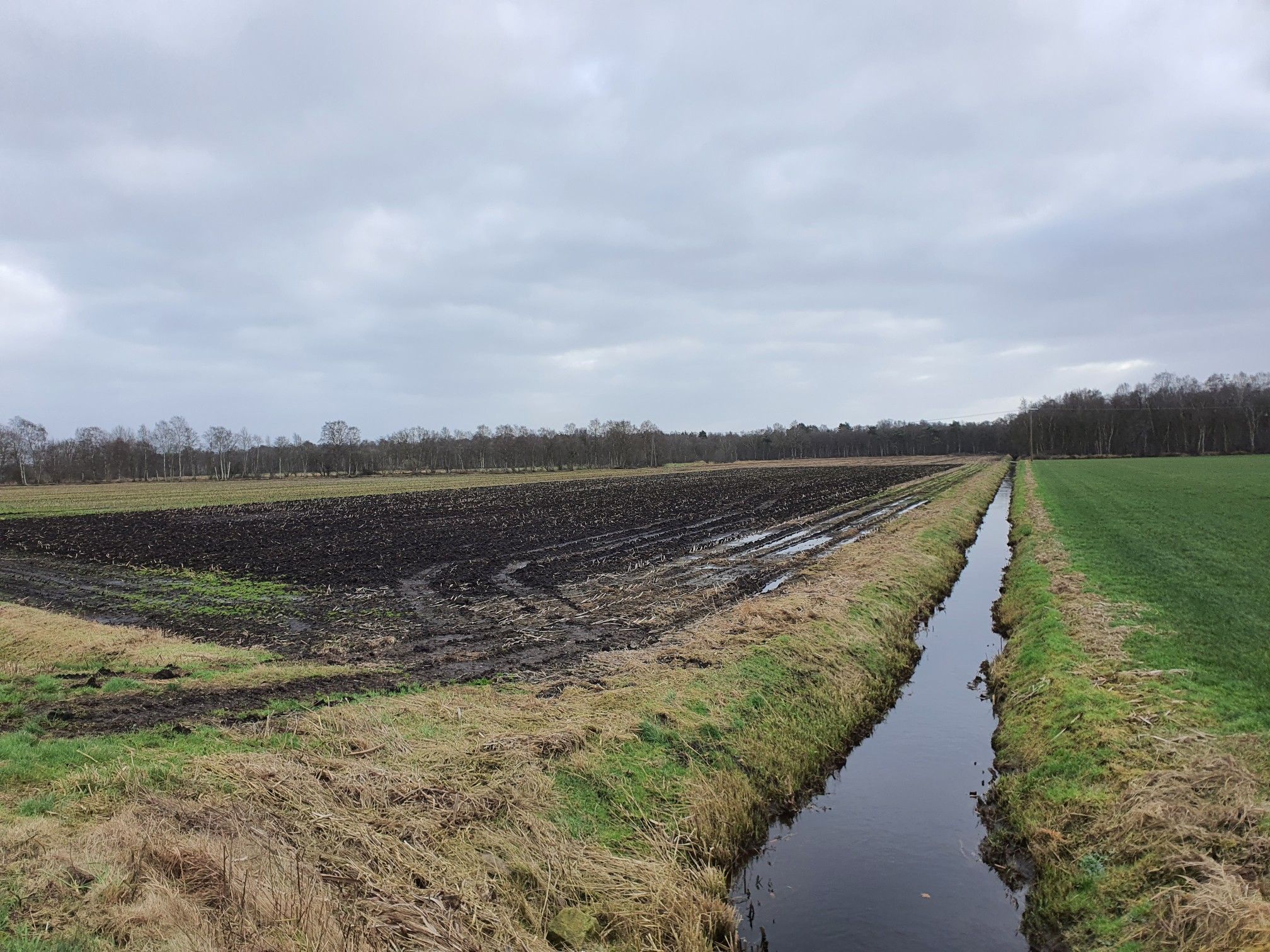 Diepholzer Moor