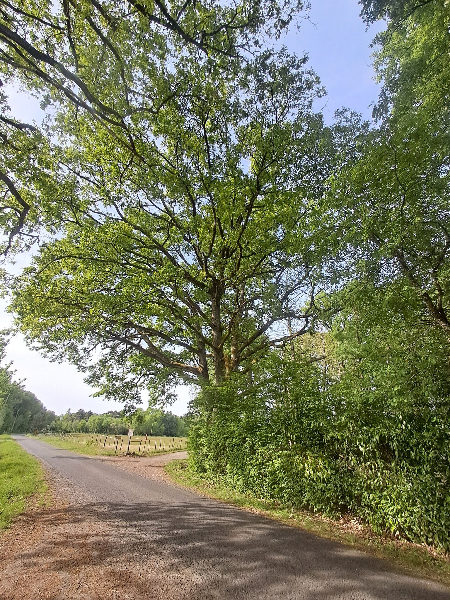 grand chêne 