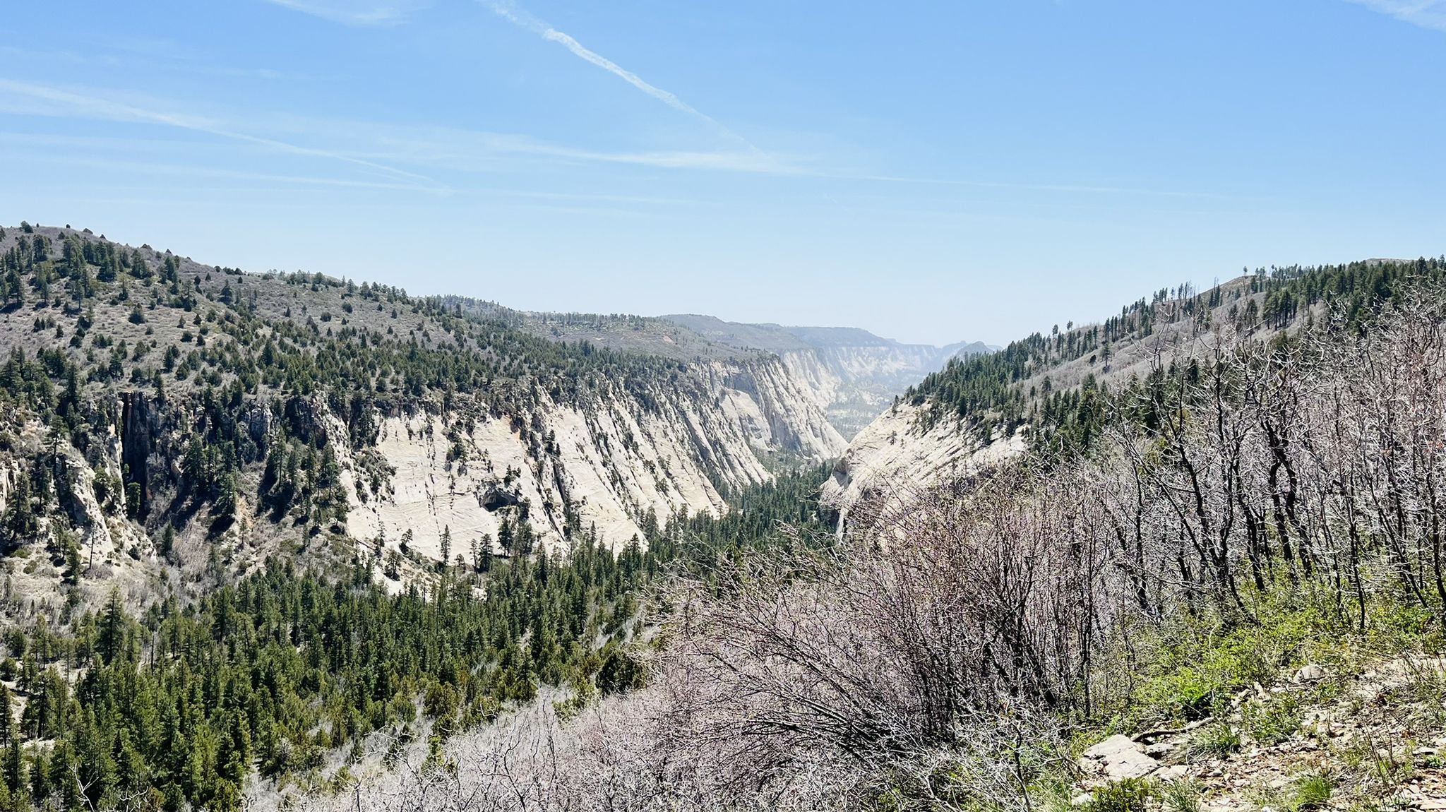 Deep, sunny canyon with forested slopes and distant mountains under a clear sky. - Wildcat Canyon Trail