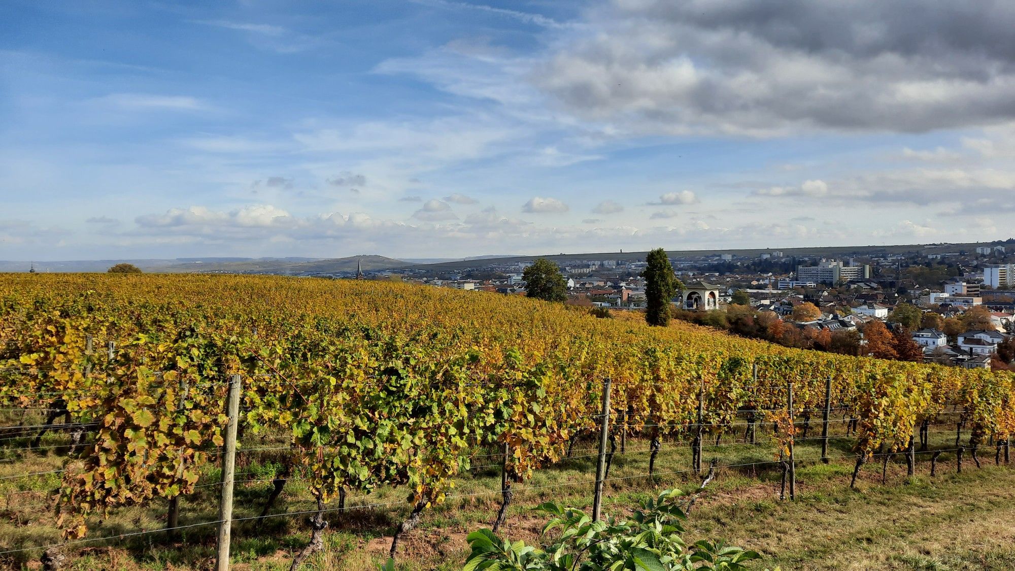 Weinberge bei der Kauzenburg