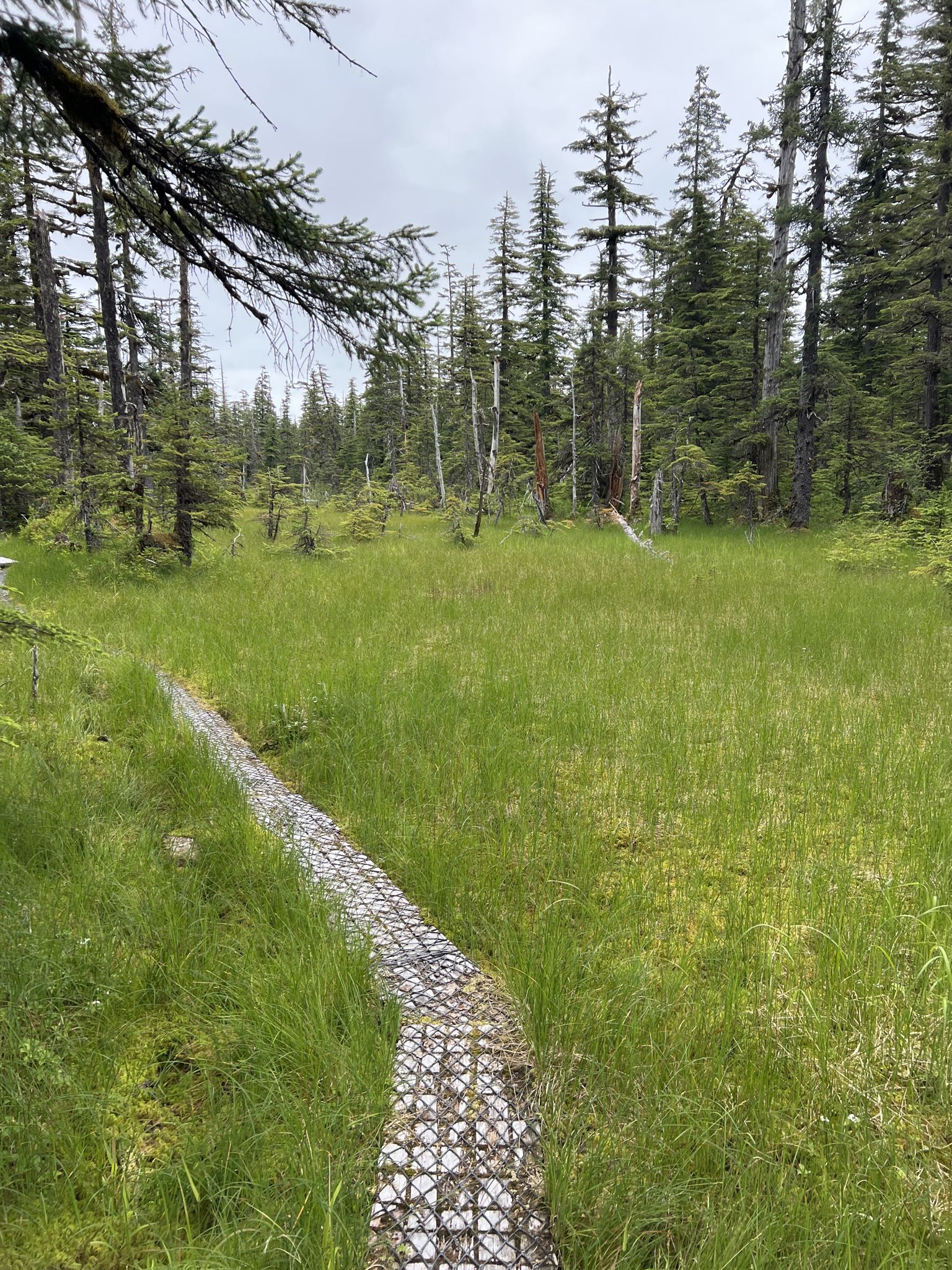 Boardwalk through a lush green grassy field surrounded by a dense forest. - Situk Lake Trail