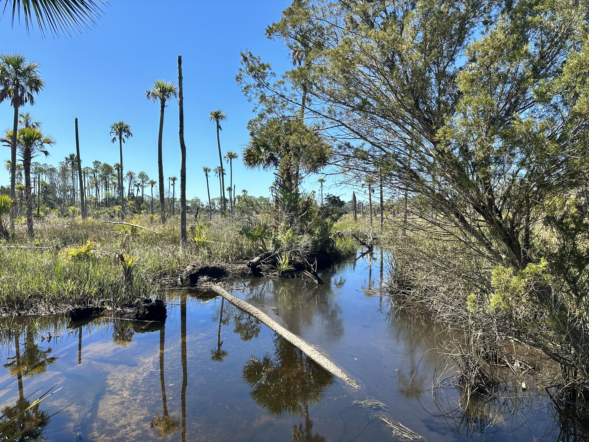 Clear blue sky over a narrow stream with a fallen log and palm trees. - Seven-Mile Loop Trail