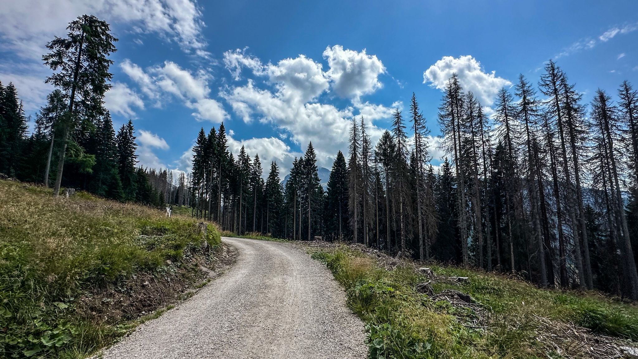 ...und wieder ab durch die Wälder🚀...