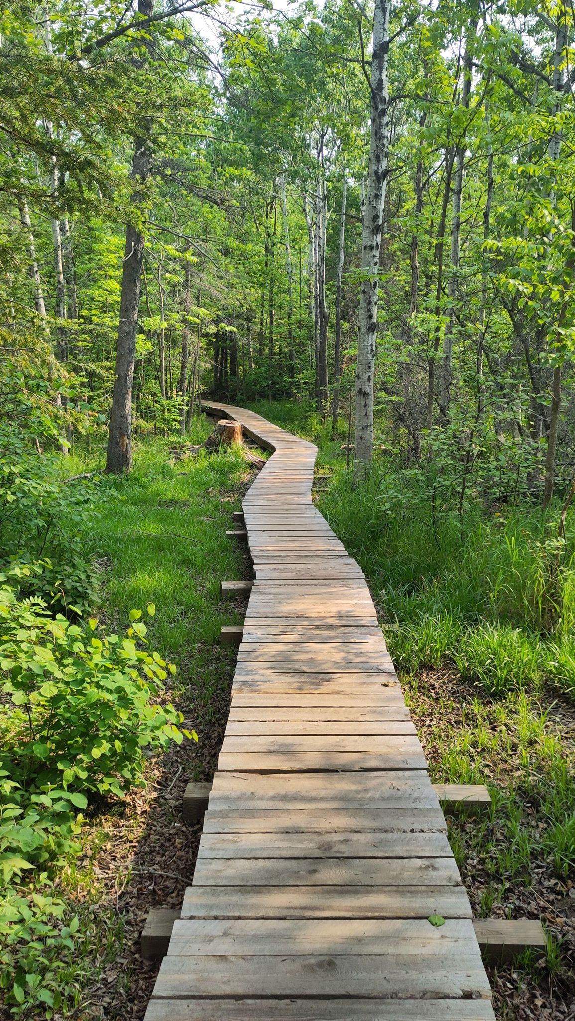 Wooden boardwalk winding through a sun-dappled green forest. - Elam Knob via Superior Hiking Trail