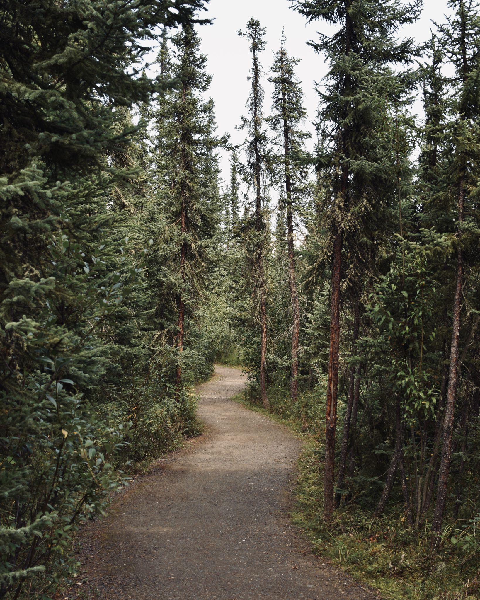 A winding dirt path through a dense, tall evergreen forest on an overcast day. - Wander Lake Loop