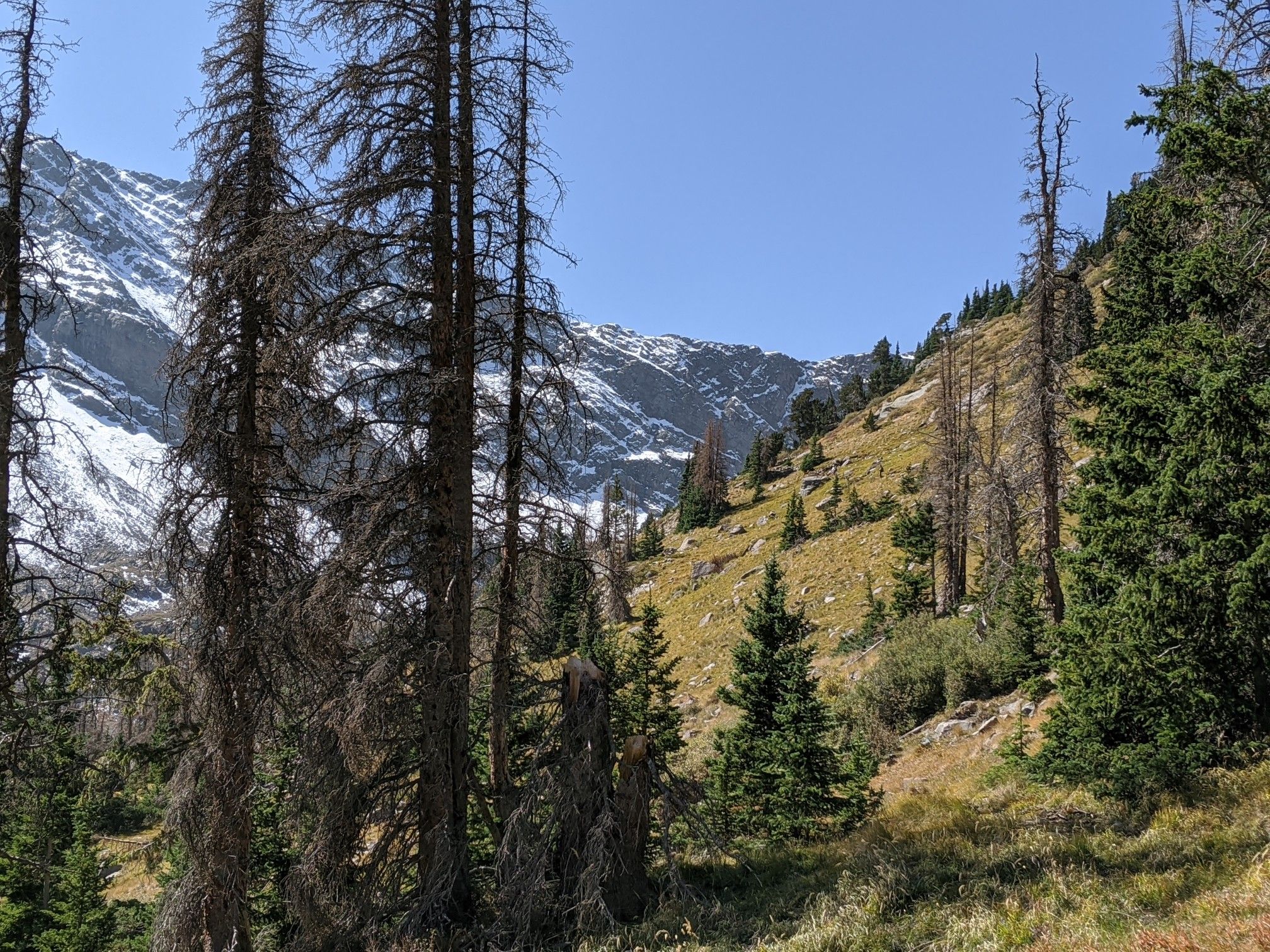 Snowy mountain peaks visible through tall evergreen trees on a sunny day. - Rito Alto four pass loop