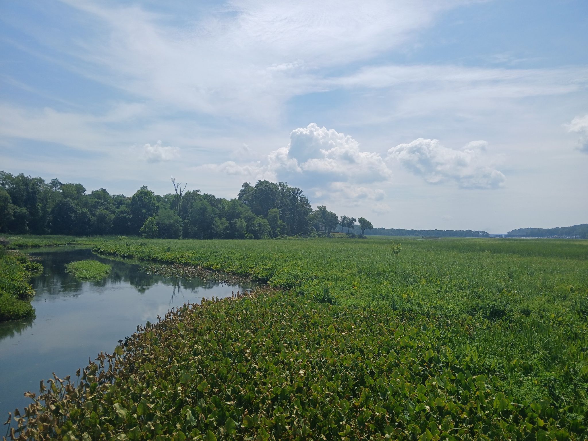 A calm river flows beside a vast green marshland under a blue sky. - Neabsco Creek Boardwalk – Neabsco Creek Boardwalk loop from Leesylvania