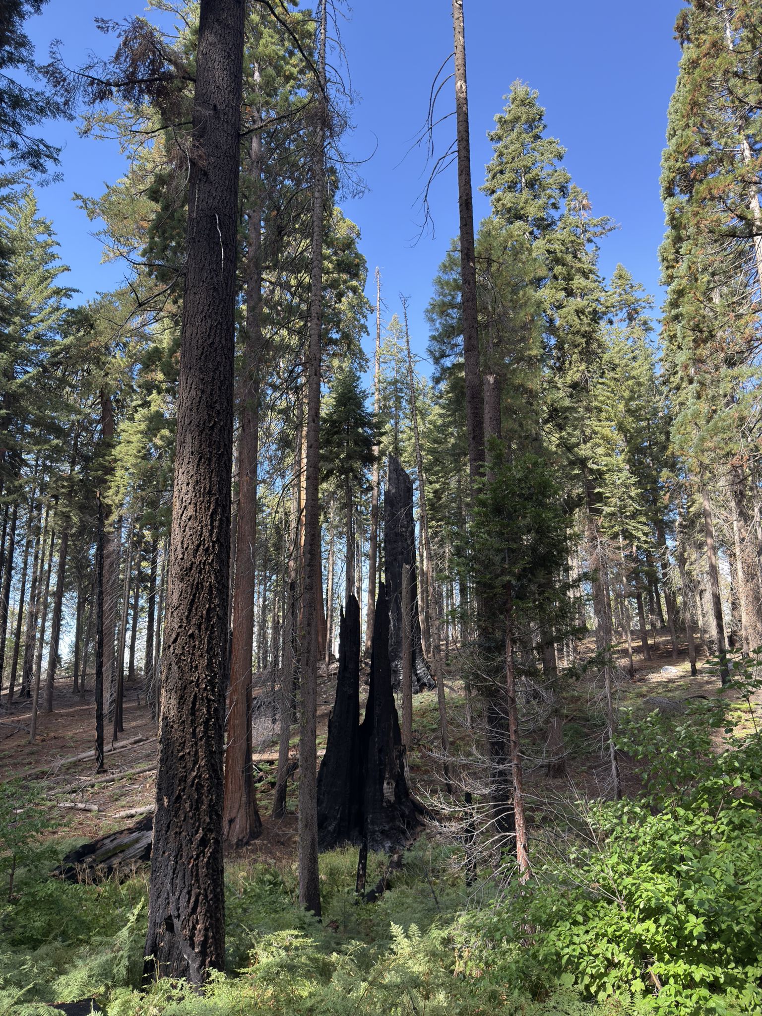 Tall forest with a prominent burnt tree stump under a bright blue sky. - Moro Rock Trail