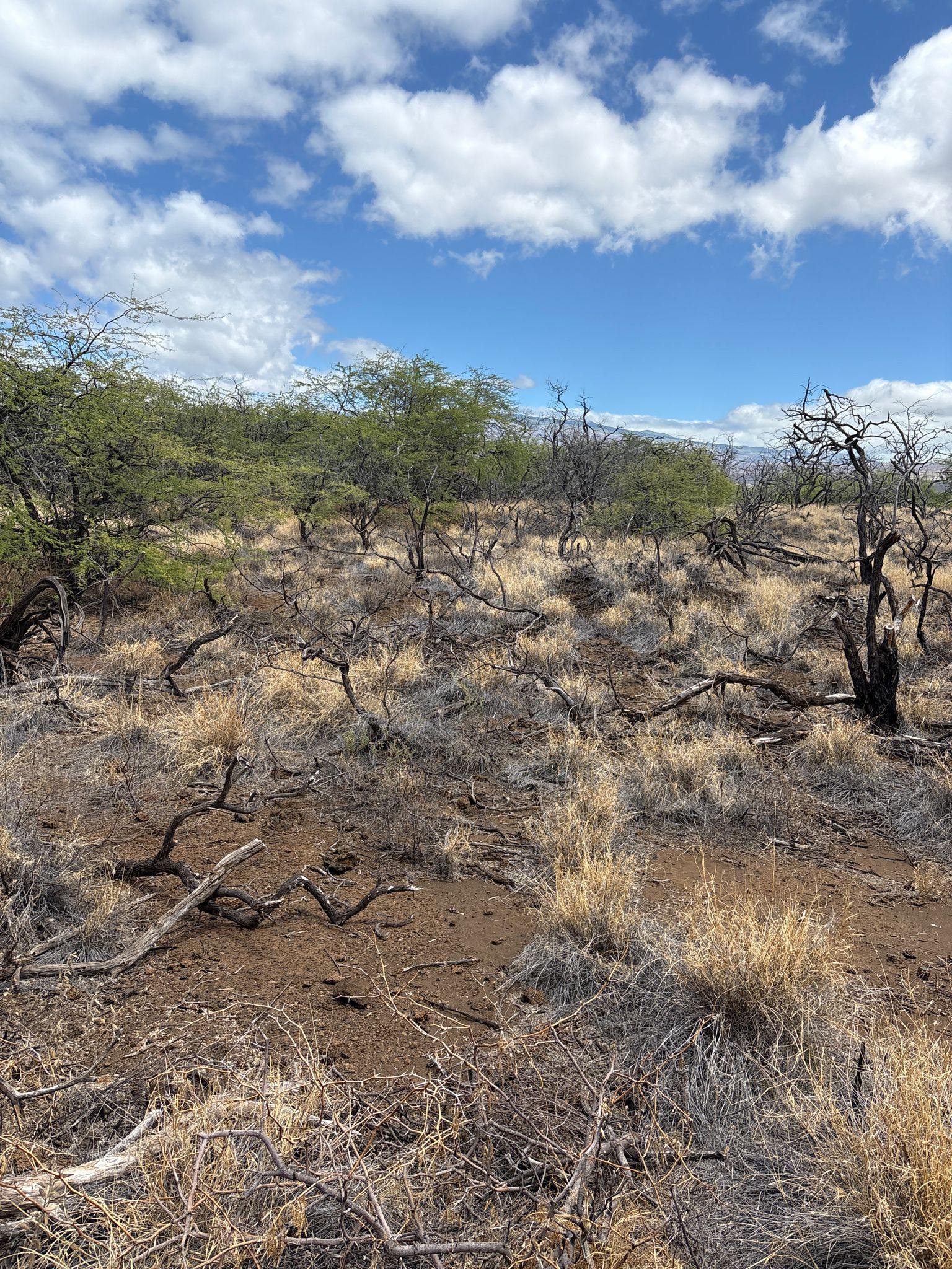 Dry, arid landscape with scattered bare trees and golden grass under a cloudy sky. - Malama Trail Petroglyphs loop from 49 Black Sand Beach