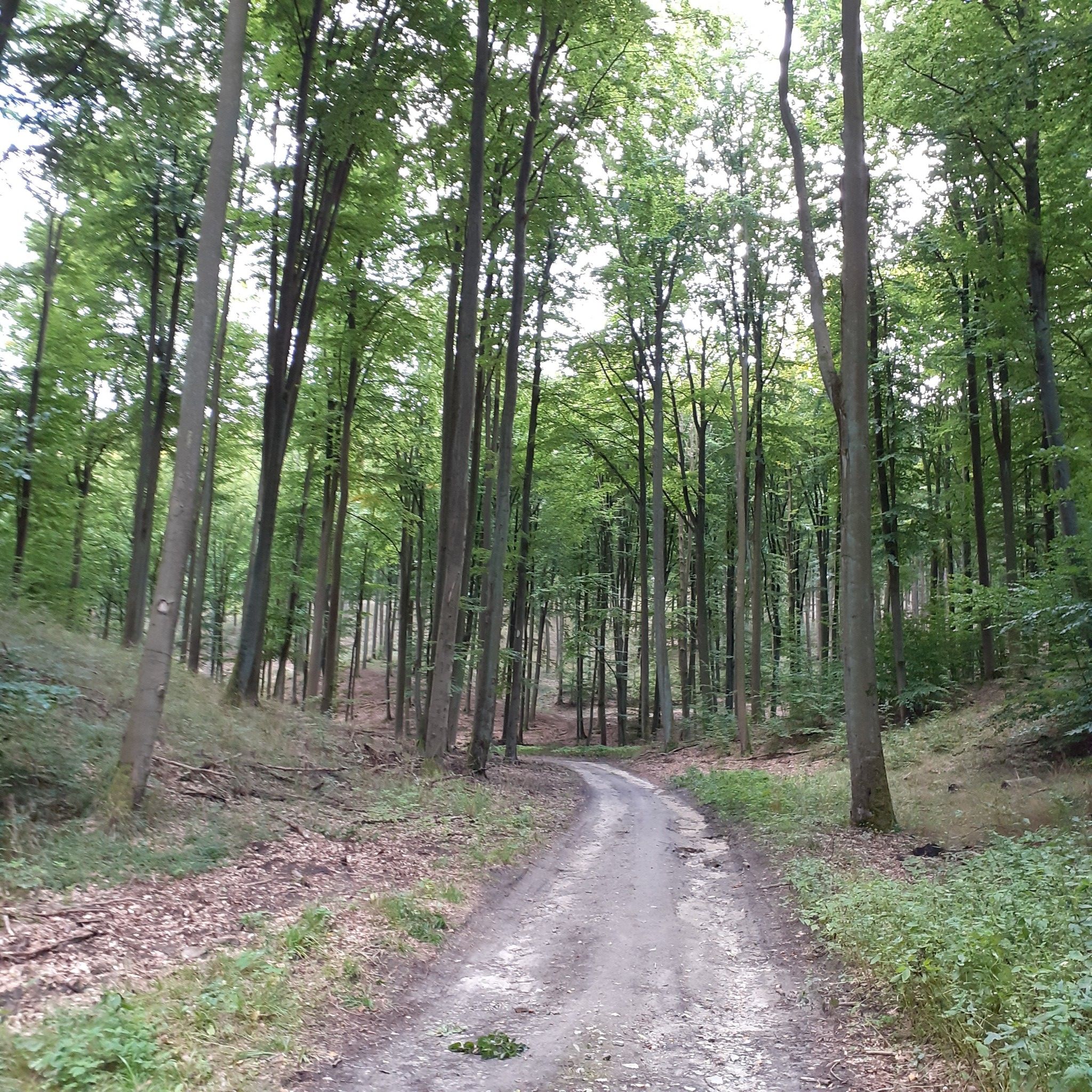 puszcza