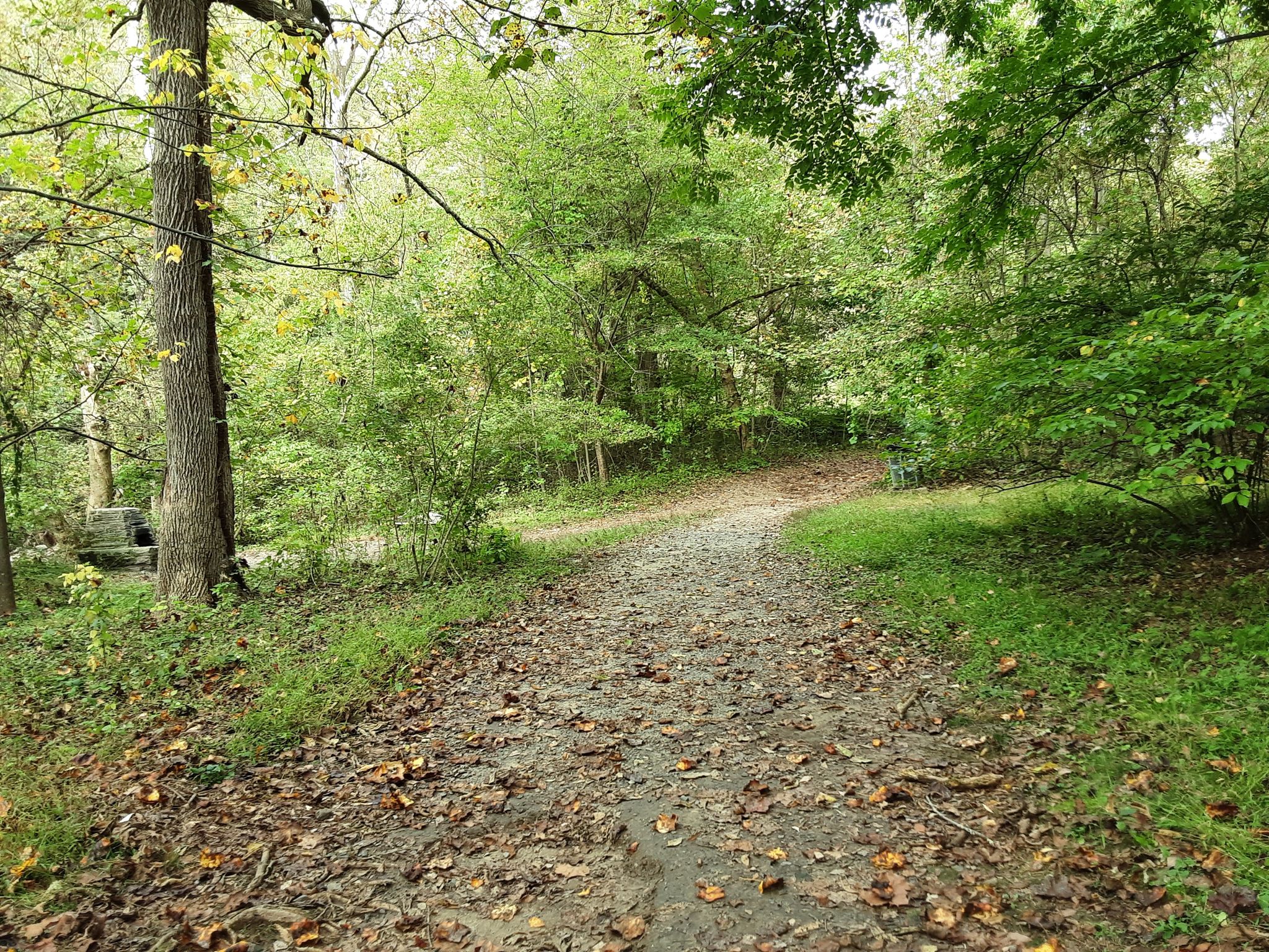 A dirt path forks in a lush green forest with dappled sunlight. - Forbidden Drive, White and Orange Trail Loop