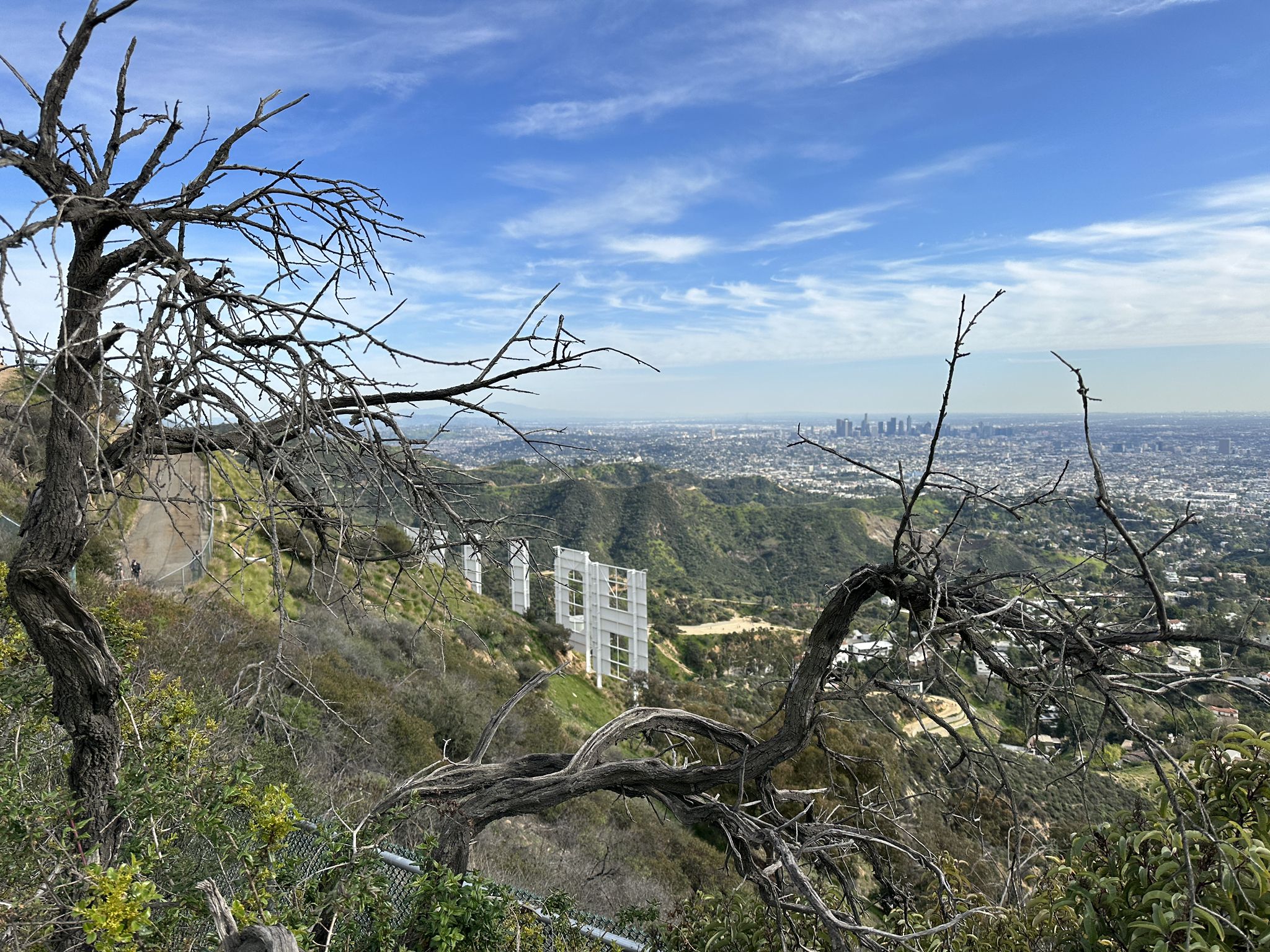 Bare tree branches frame a view of distant white letters and a city. - Burbank Peak, Cahuenga Peak and Mount Lee Loop