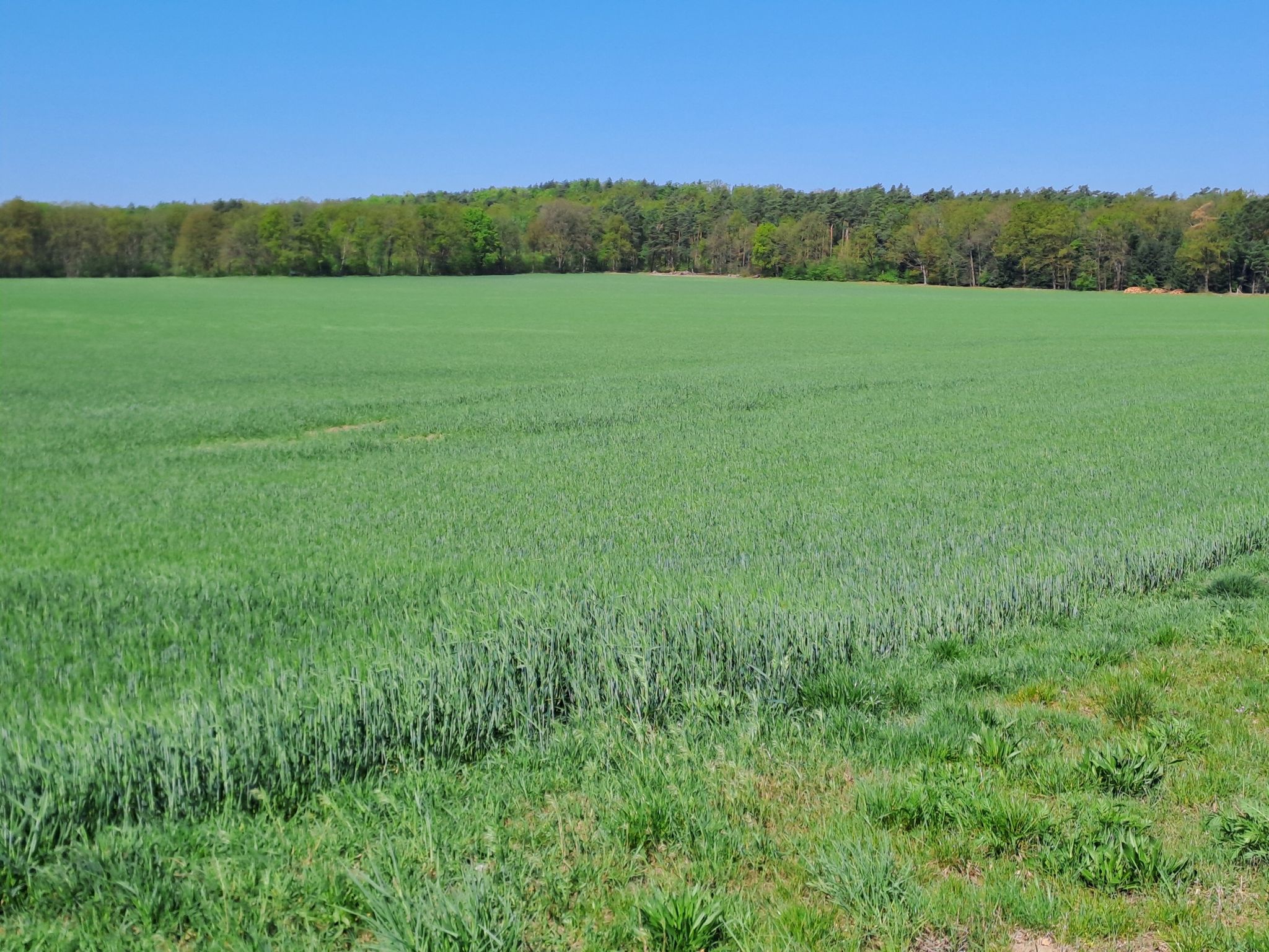 Wohlenberg bei Leiferde