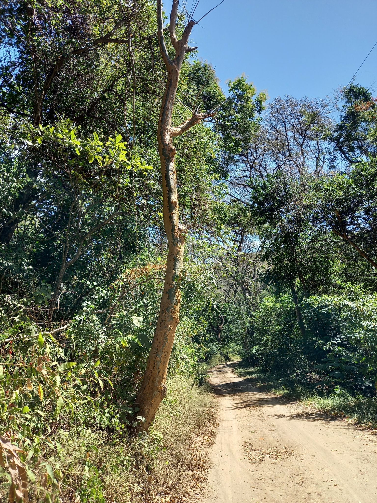 Touristenbaum