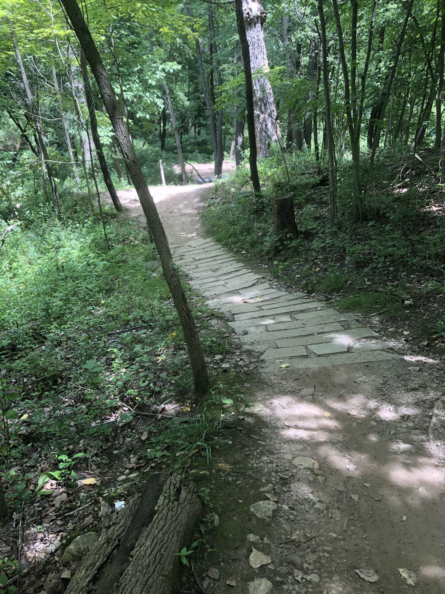 Wooded trail with a section of wooden planks and dappled sunlight. - Corkscrew Trail