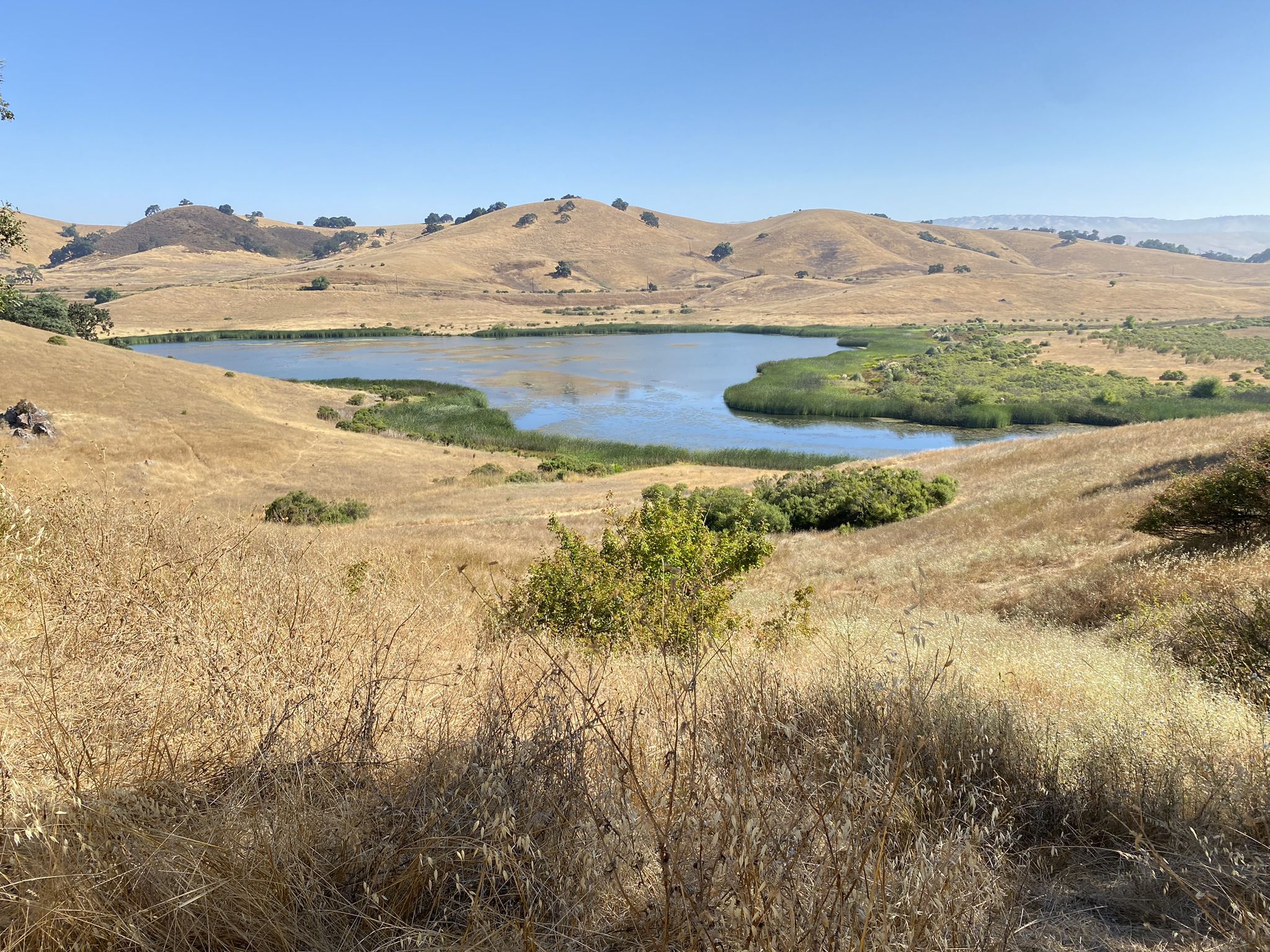 Small lake with reeds, surrounded by dry, golden hills on a sunny day. - Los Cerritos Trail