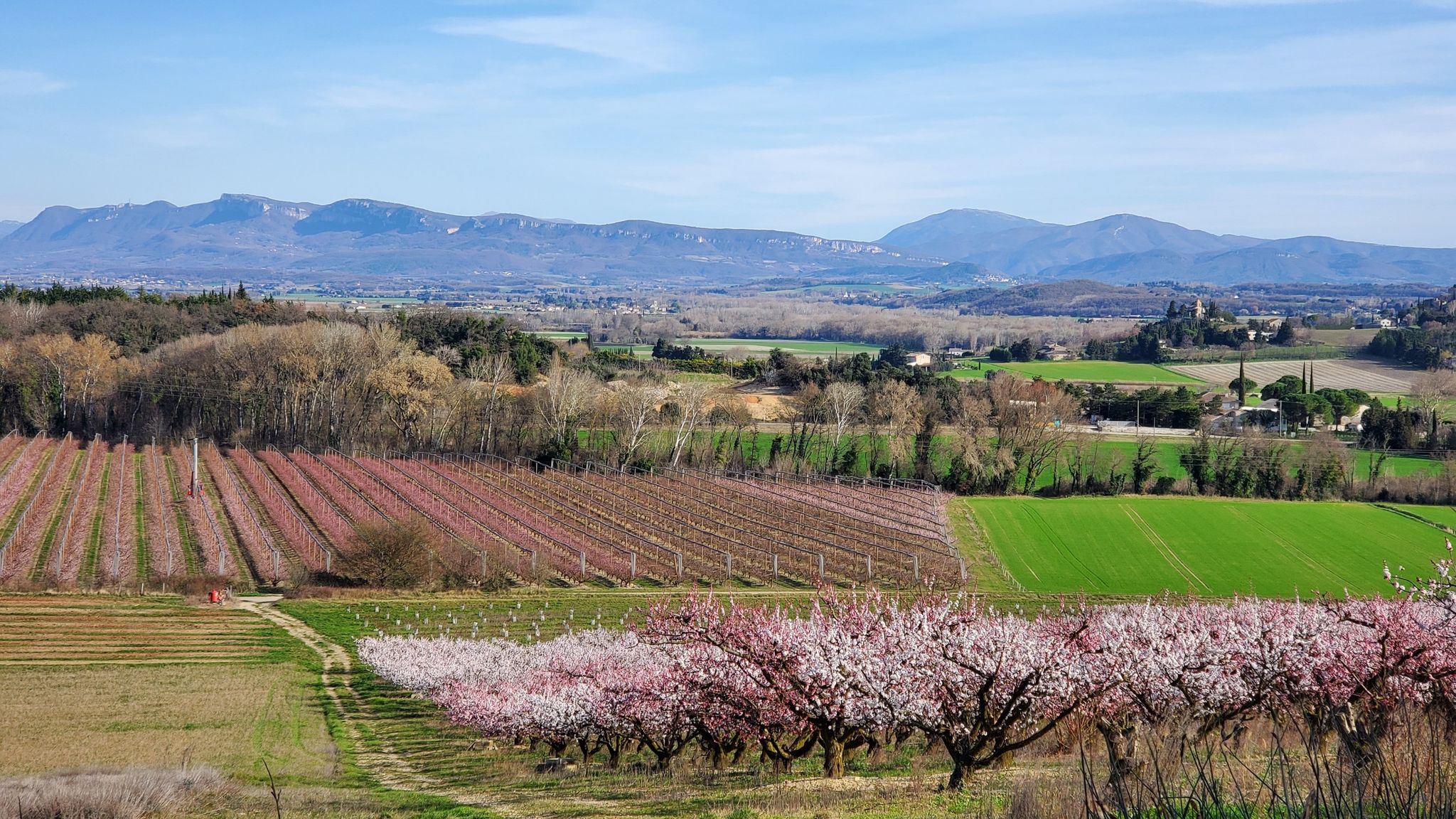 les abricotiers et les pêchers en fleurs sur Route de Condillac/Sauzet